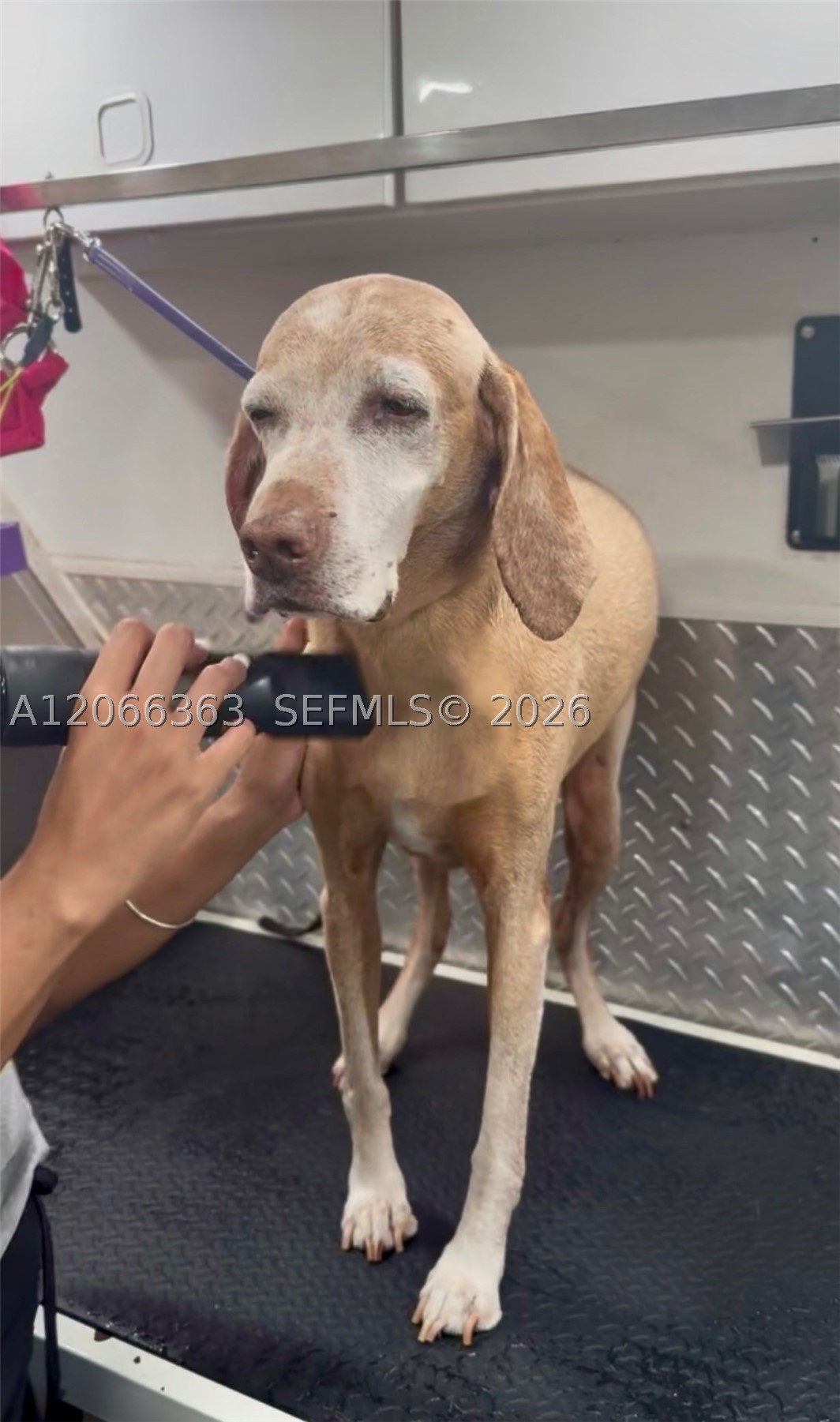 Mobile Pet Grooming Property Photo 1