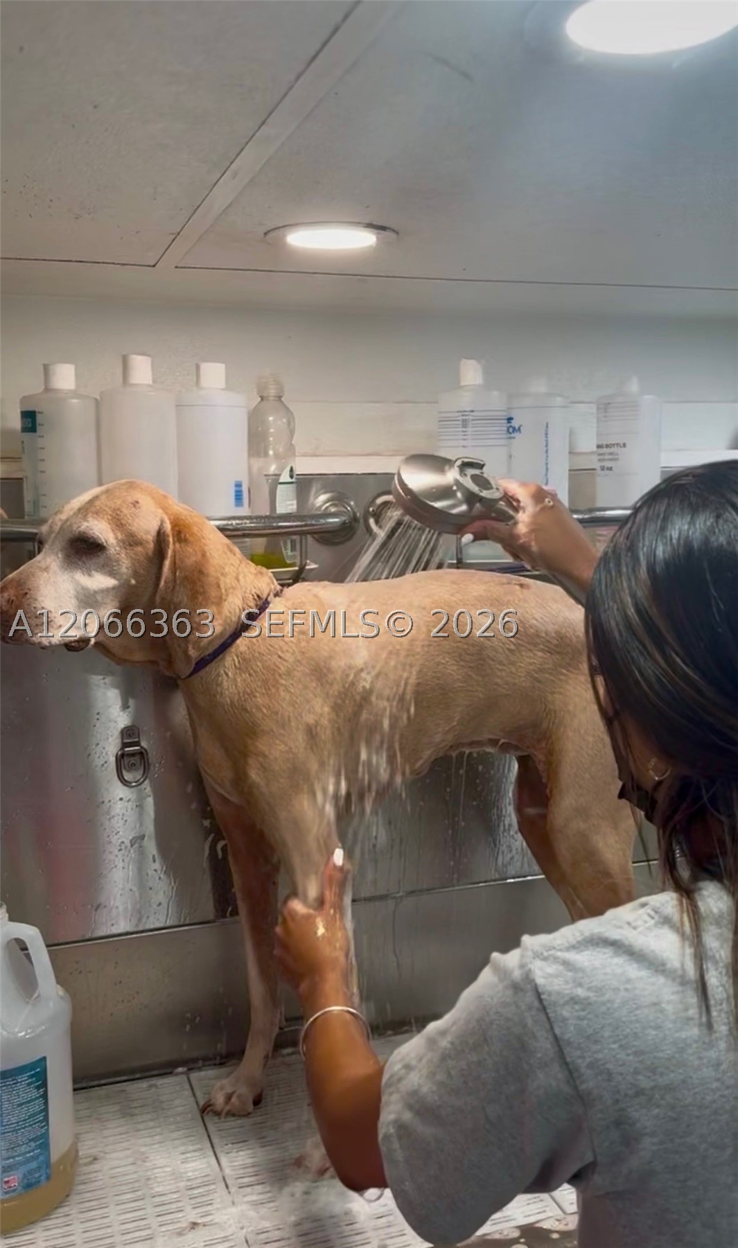 Mobile Pet Grooming Property Photo 2