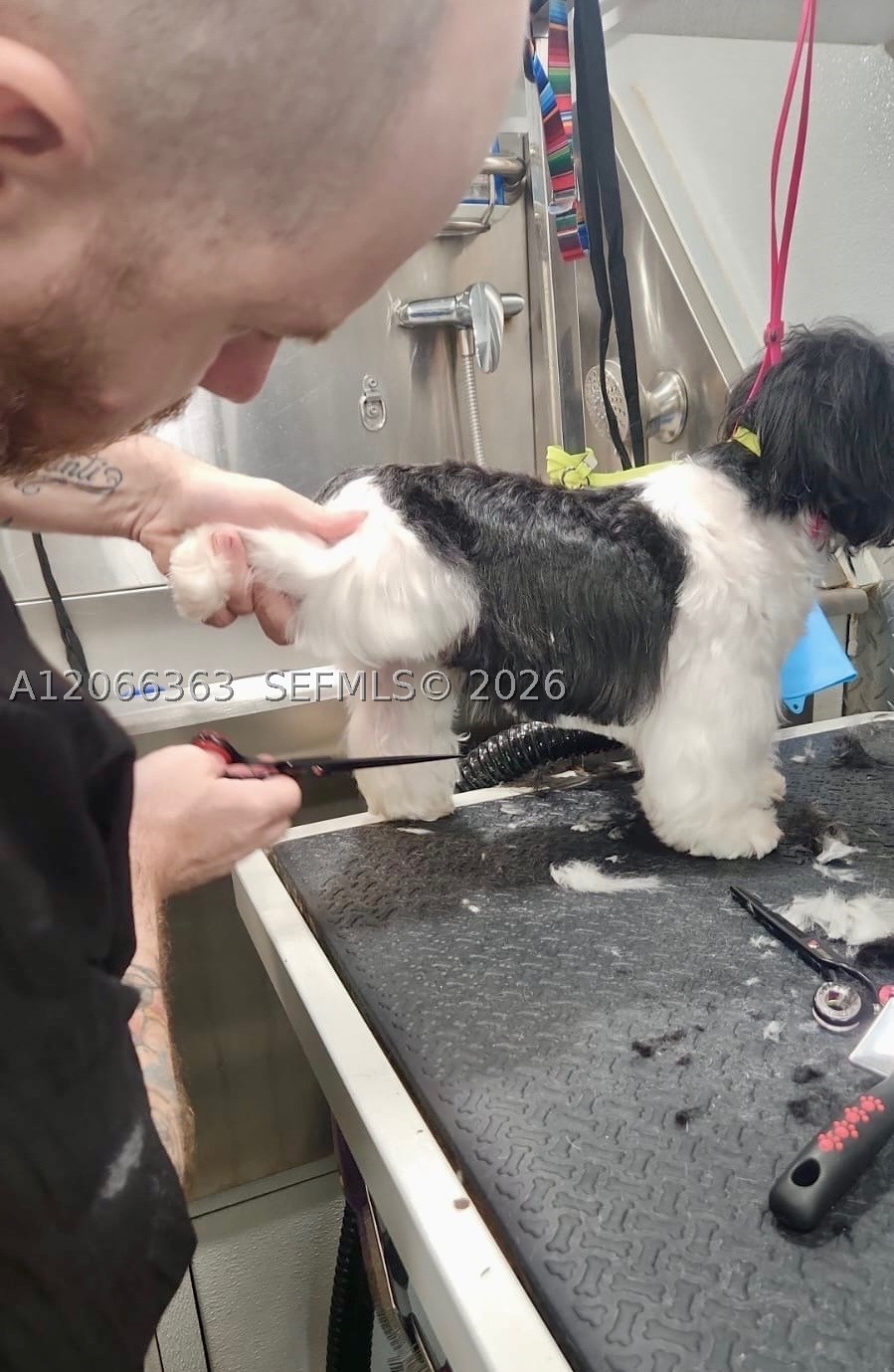 Mobile Pet Grooming Property Photo 6