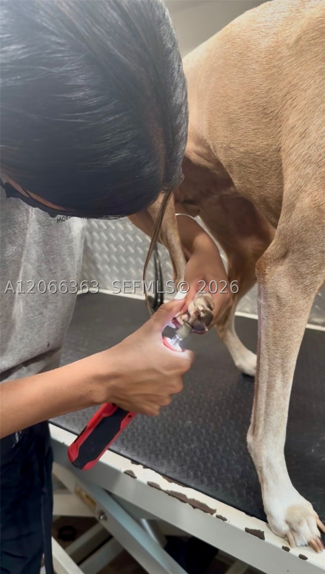 Mobile Pet Grooming Property Photo 8