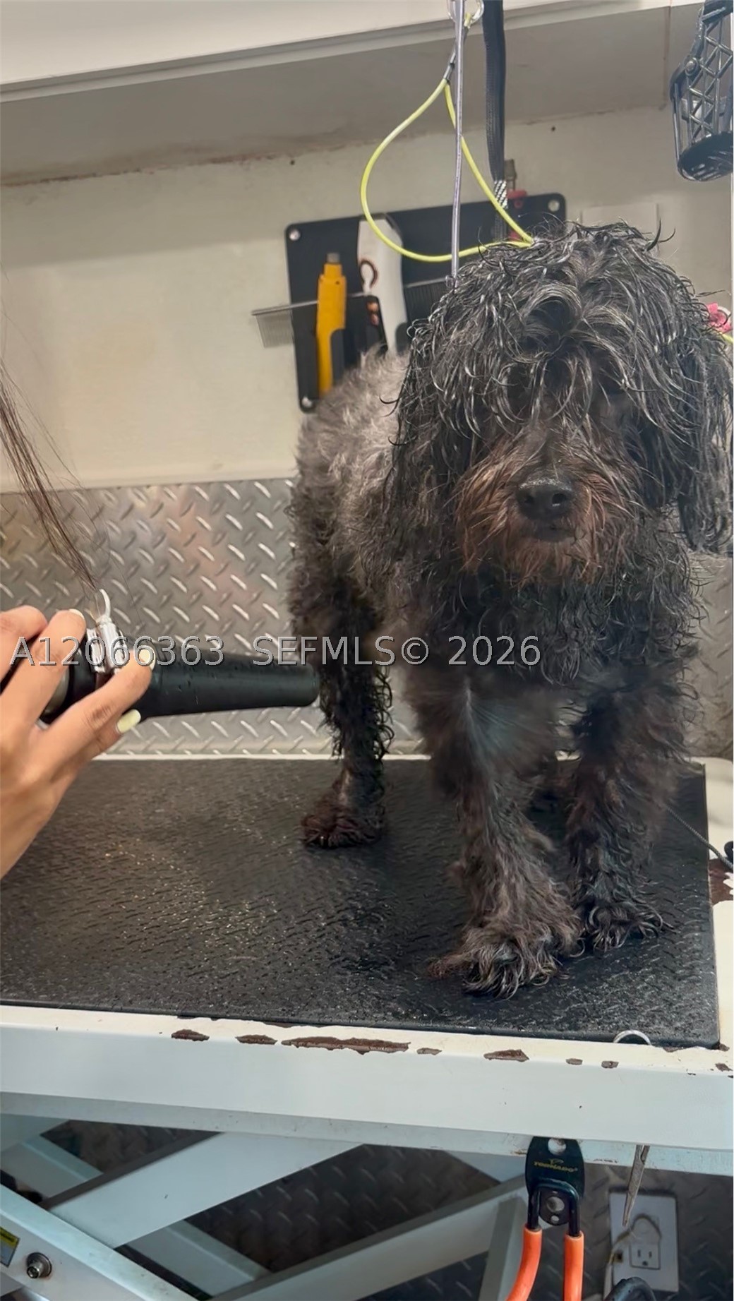 Mobile Pet Grooming Property Photo 9