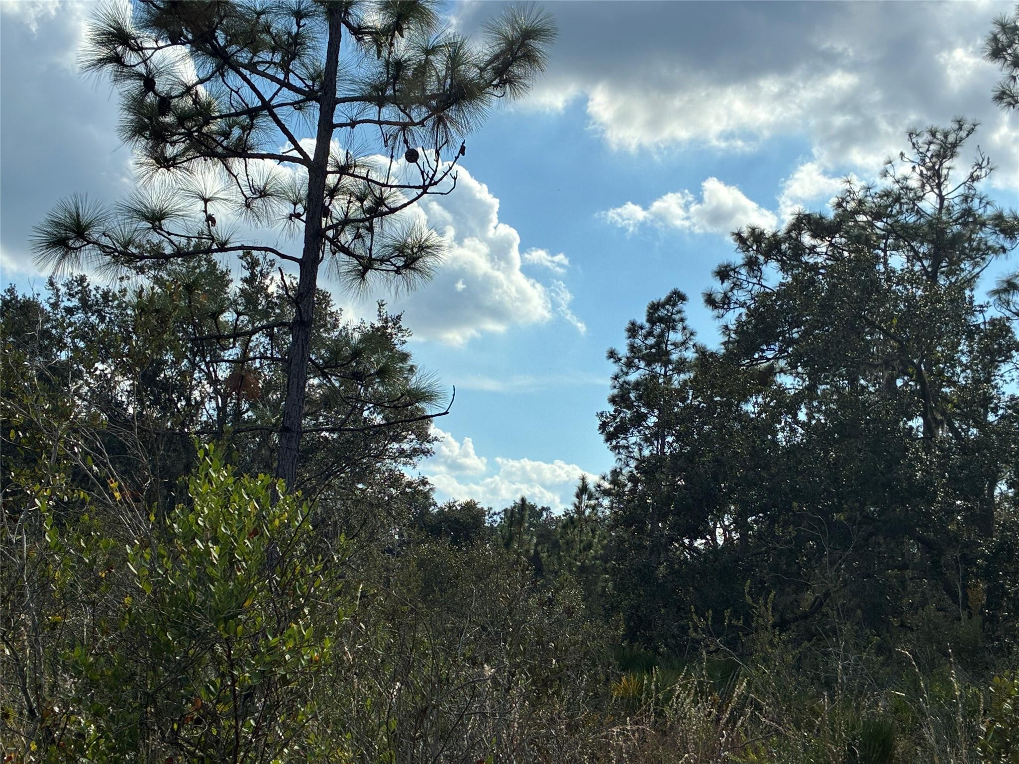 Lot 21 & 22 Plumosa Drive Property Photo 2