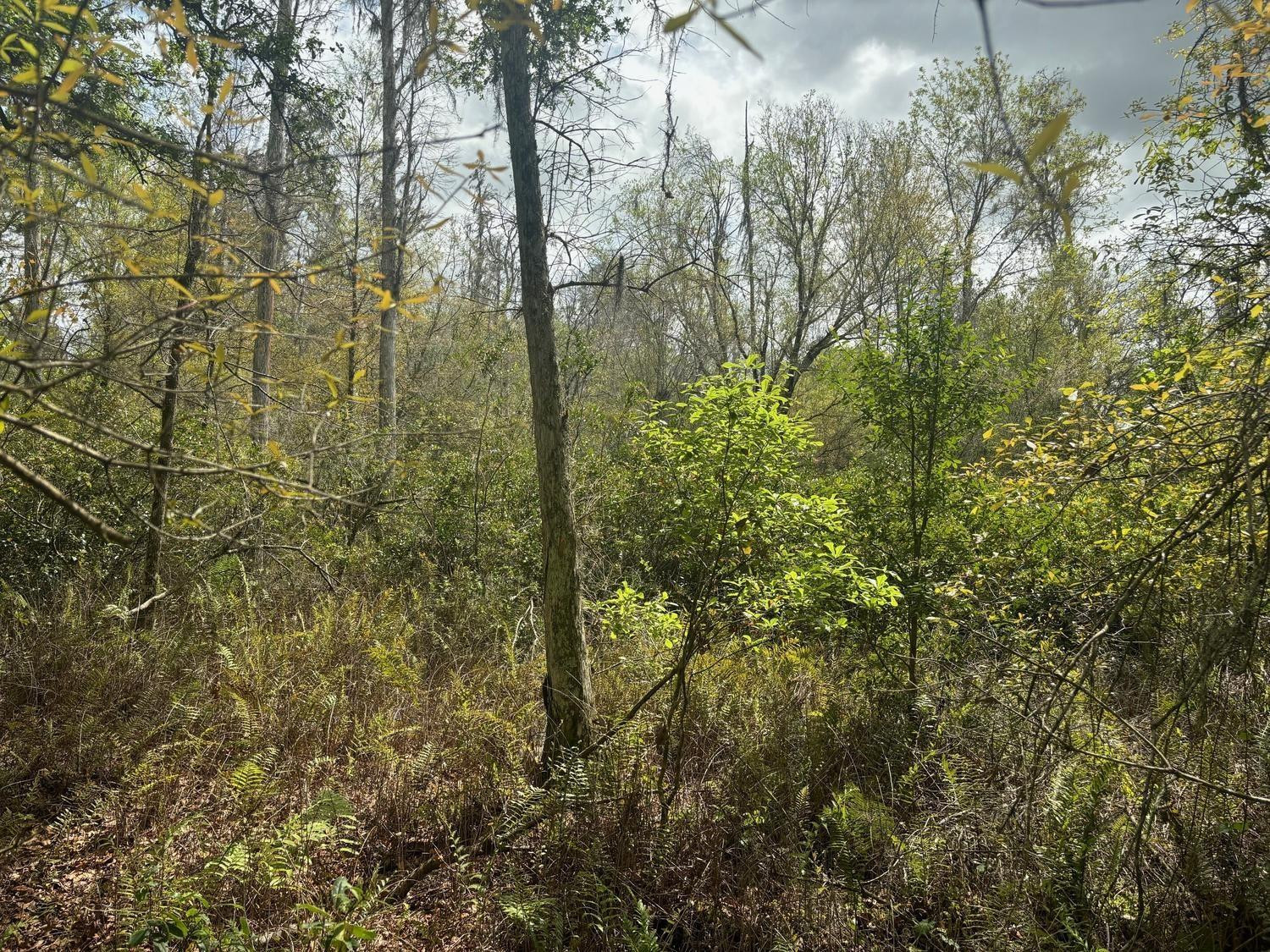 0 County Rd 54 Property Photo 2