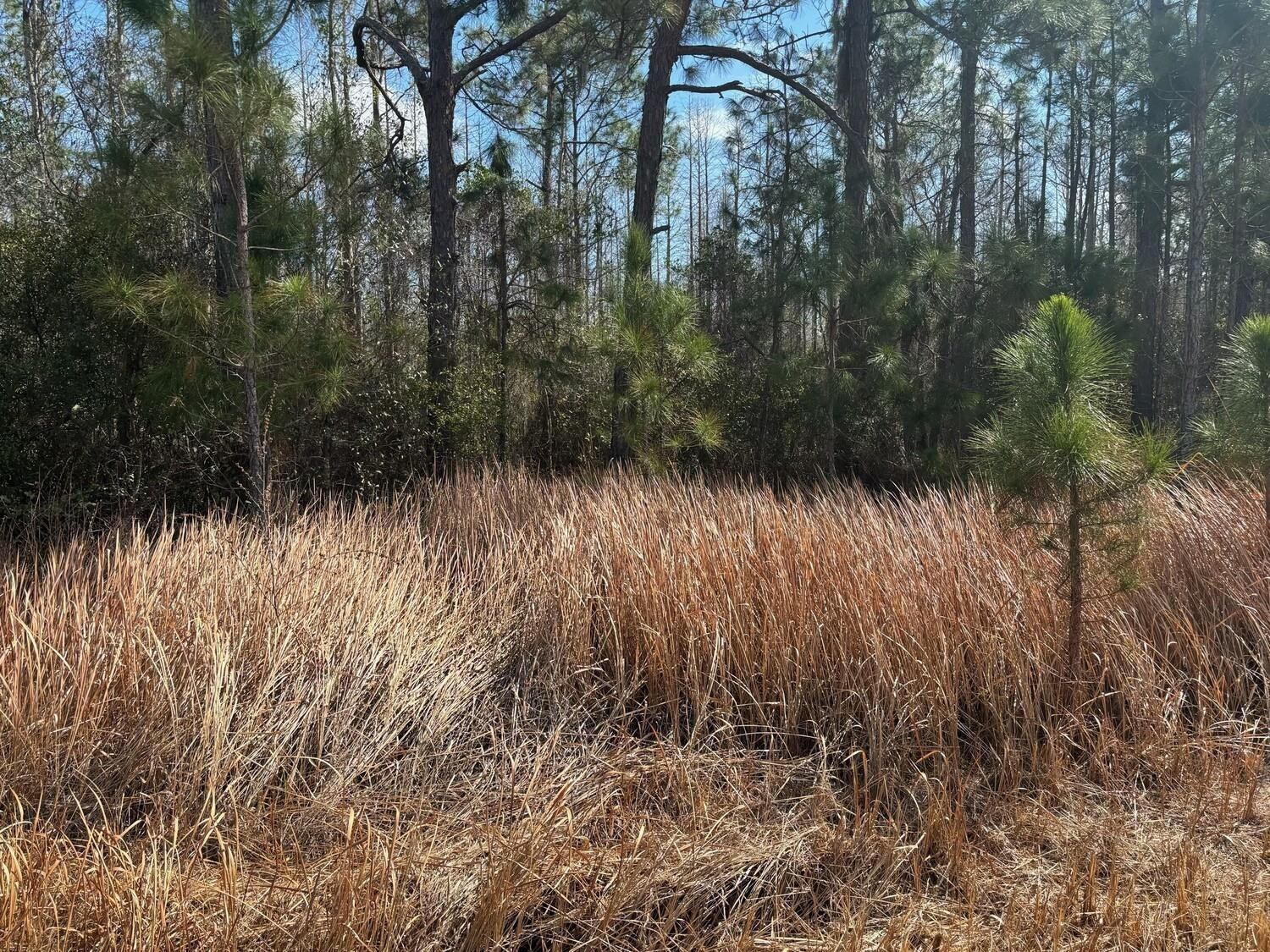 0 Old Grade Road Property Photo 3