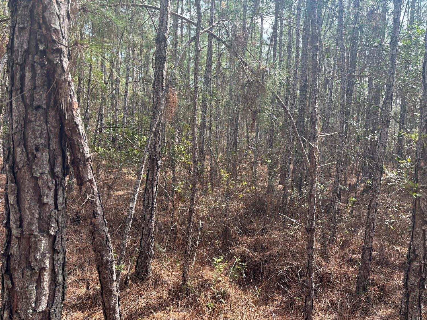 0 Old Grade Road Property Photo 1