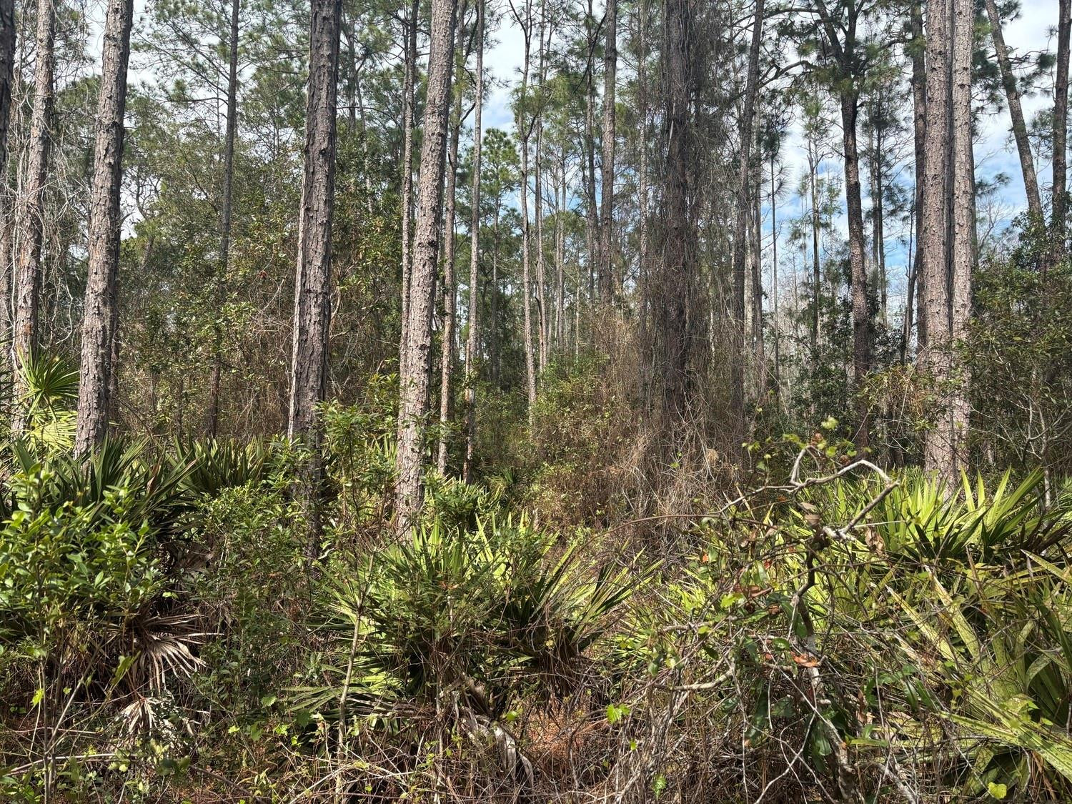 0 Old Grade Road Property Photo 2