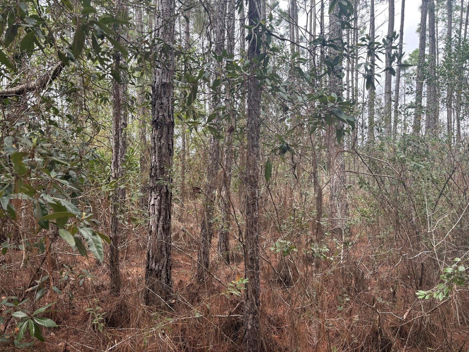 0 Old Grade Road Property Photo 2