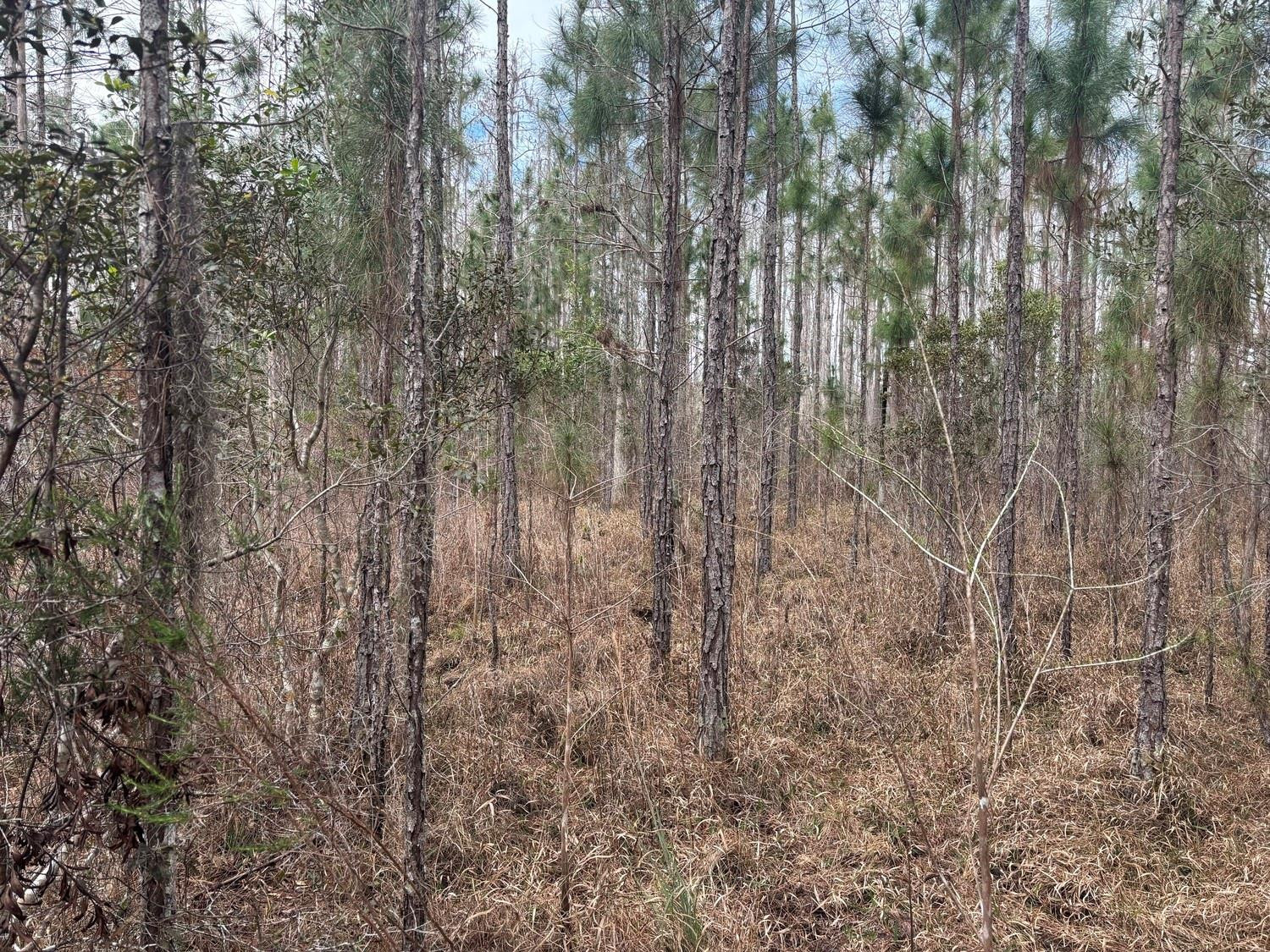 0 Old Grade Road Property Photo 2