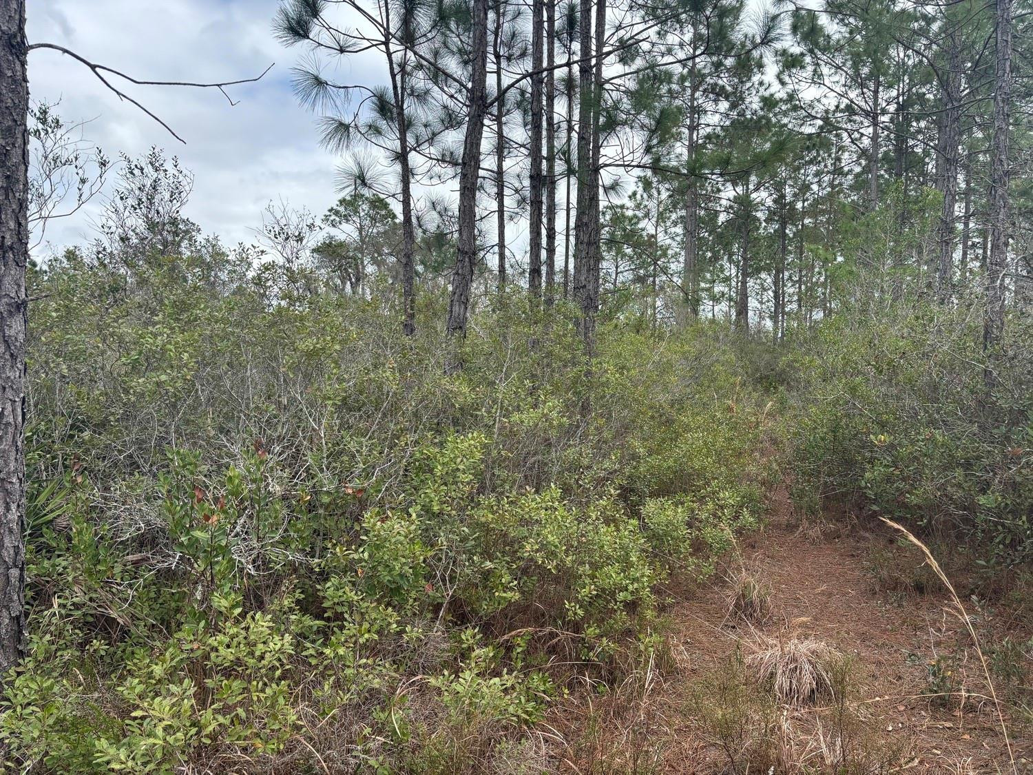 0 Old Grade Road Property Photo 3