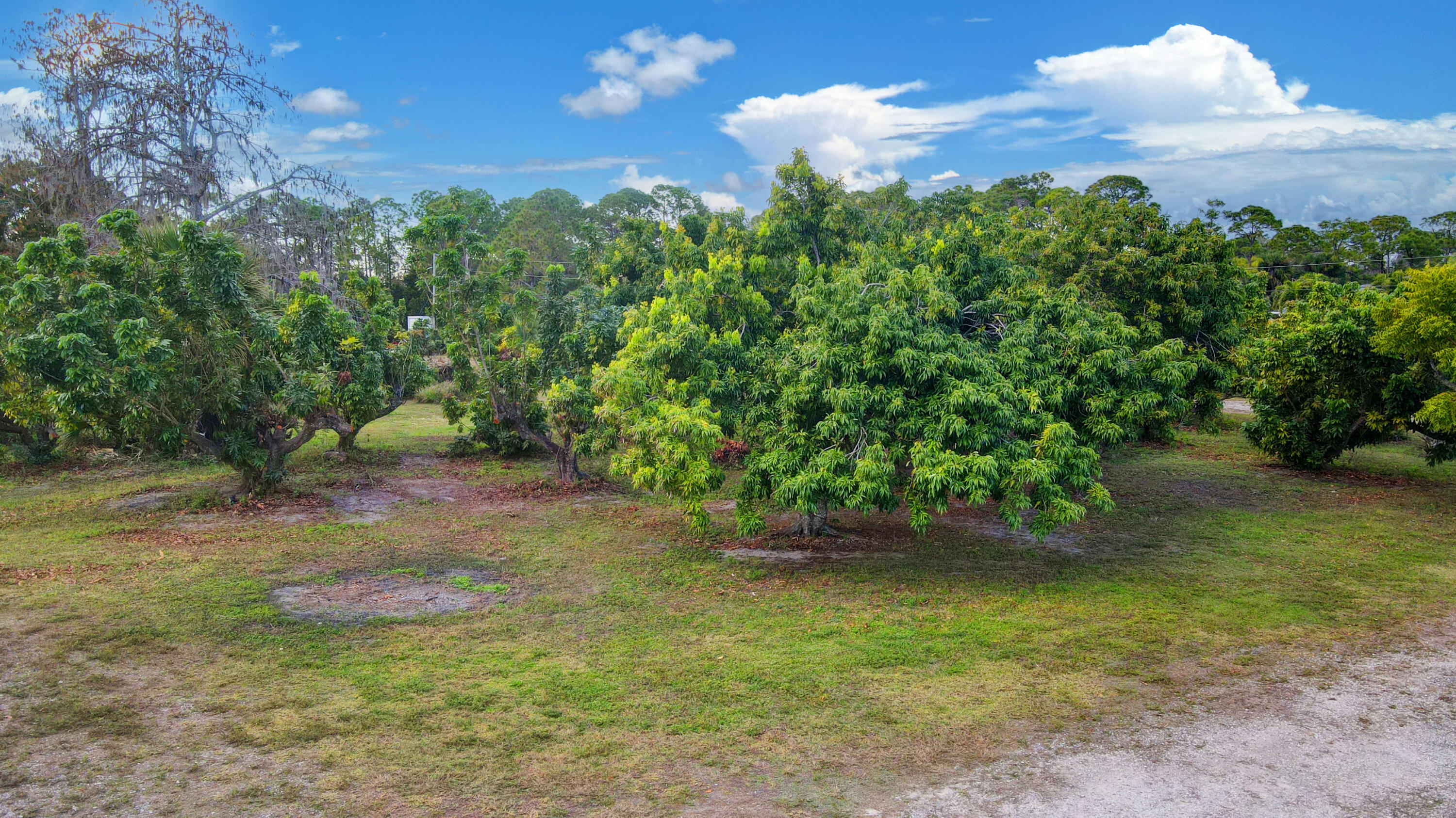 3446 Cabbage Palm Way Property Photo 44