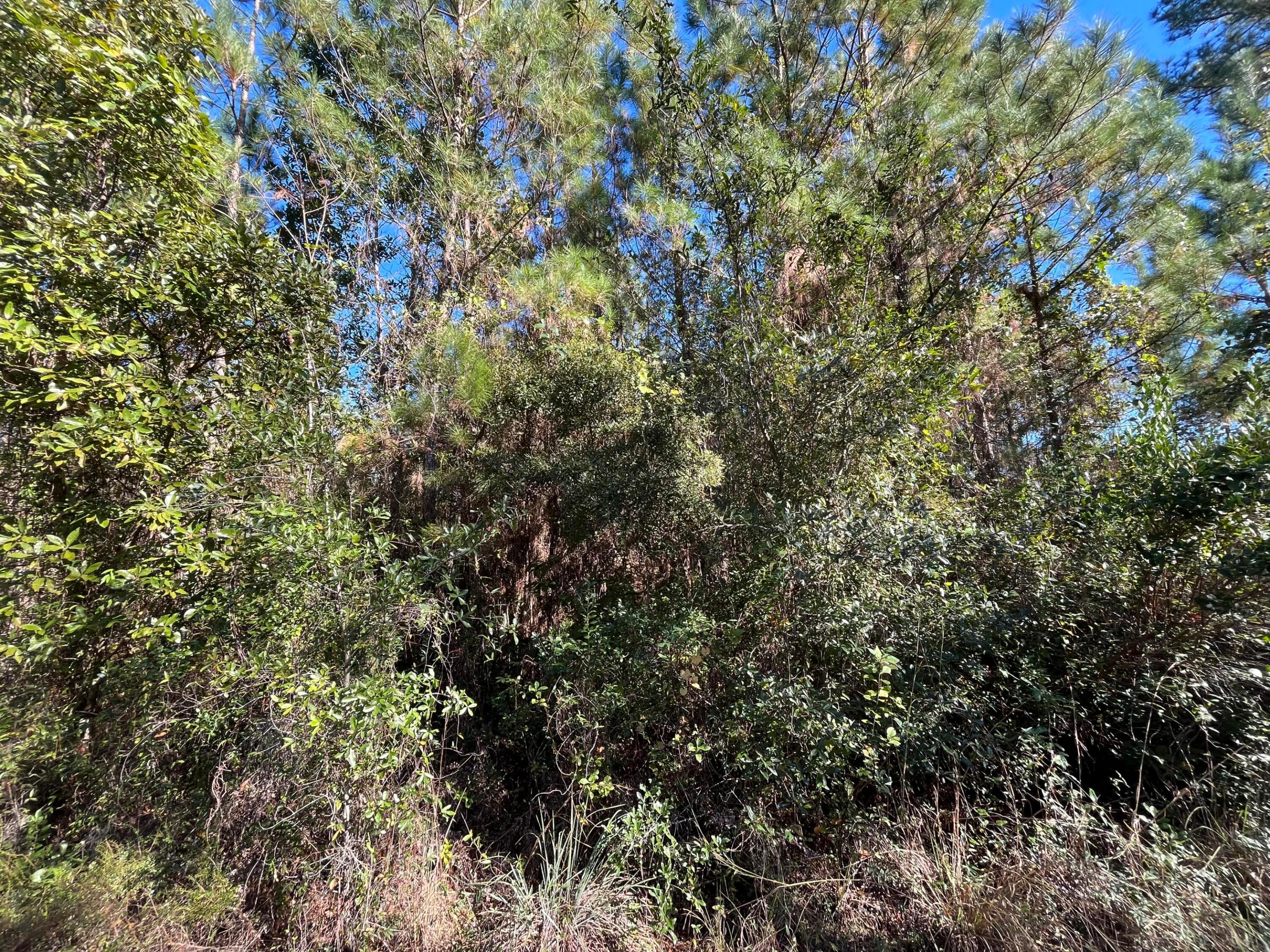 223 Mourning Dove Road Property Photo 3