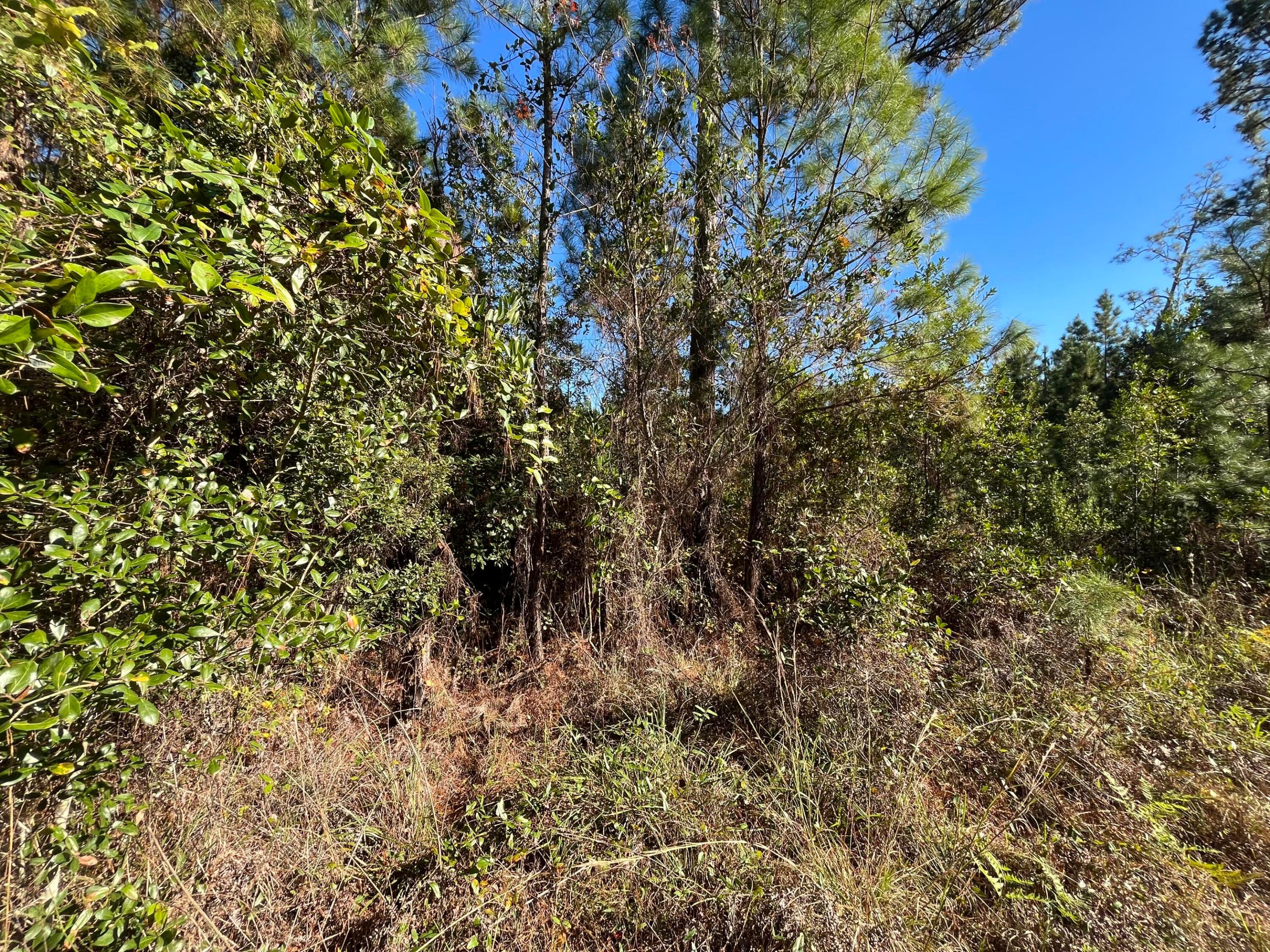 223 Mourning Dove Road Property Photo 5