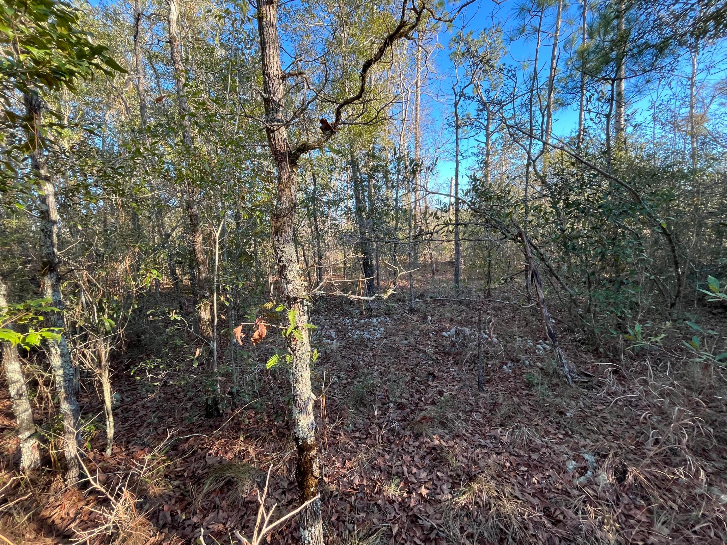 Tbd Goreville Property Photo 6