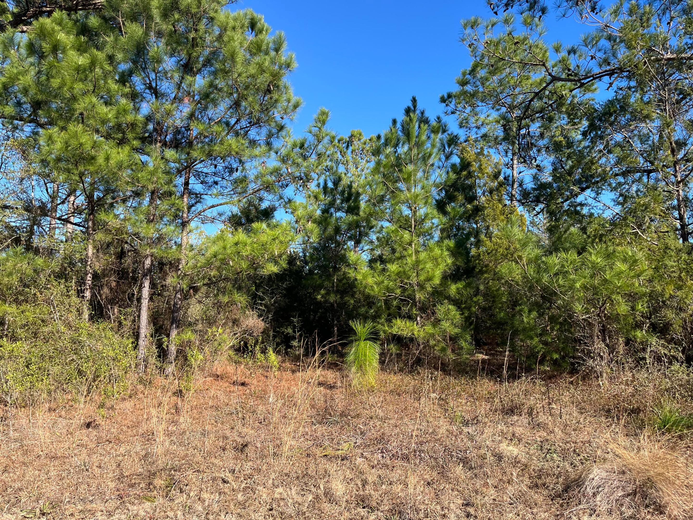 Tbd Fairview Road Property Photo 4