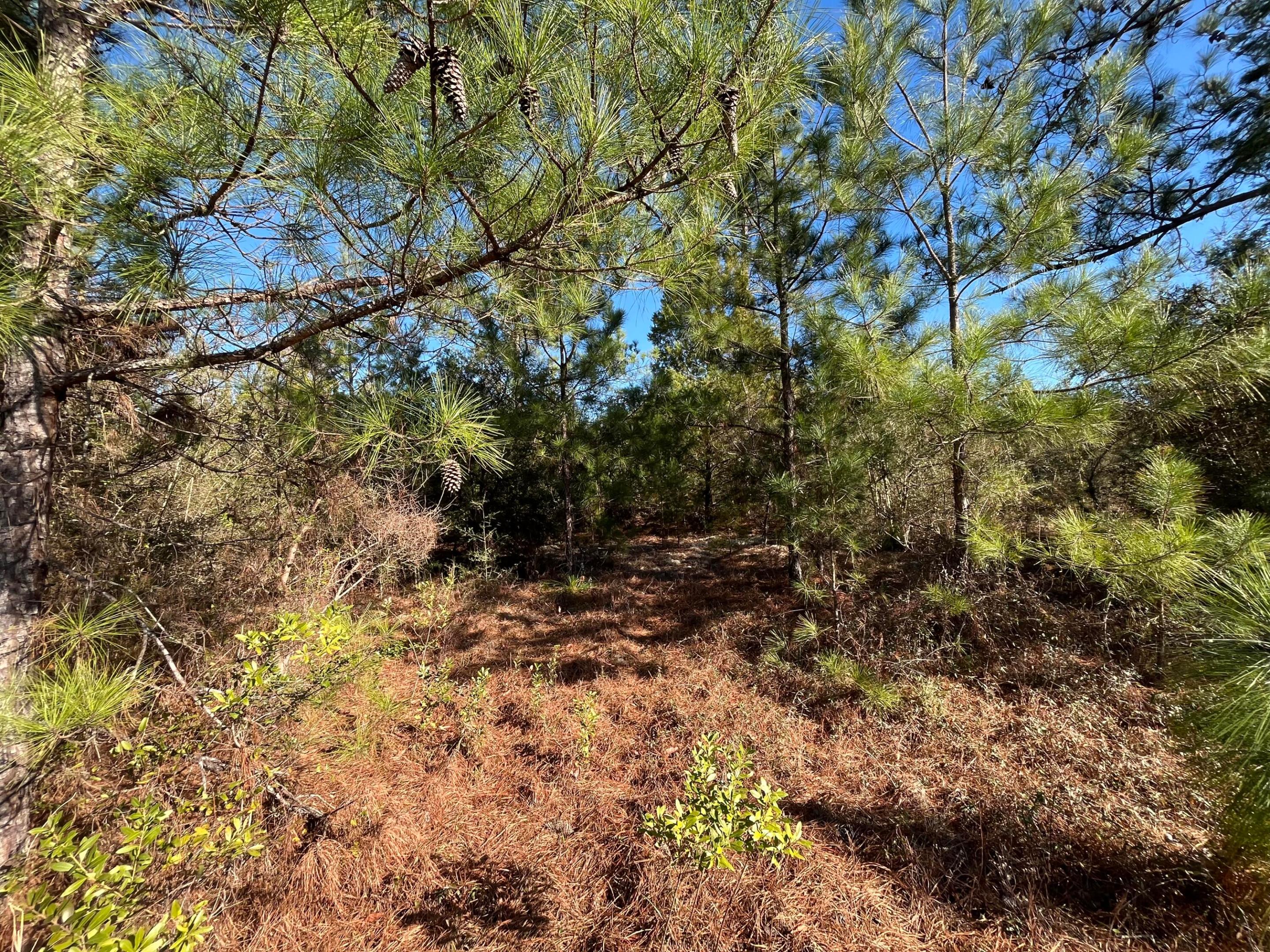 Tbd Fairview Road Property Photo 5
