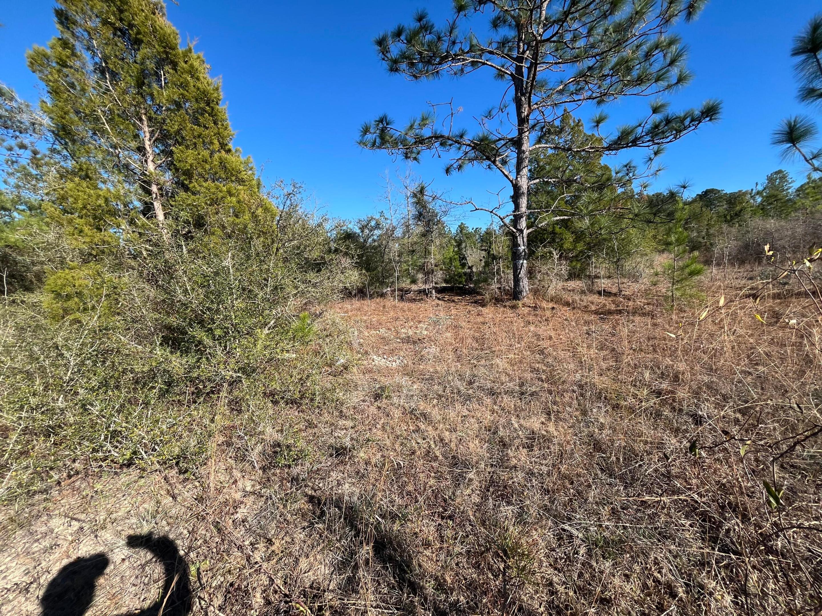 Tbd Fairview Road Property Photo 8