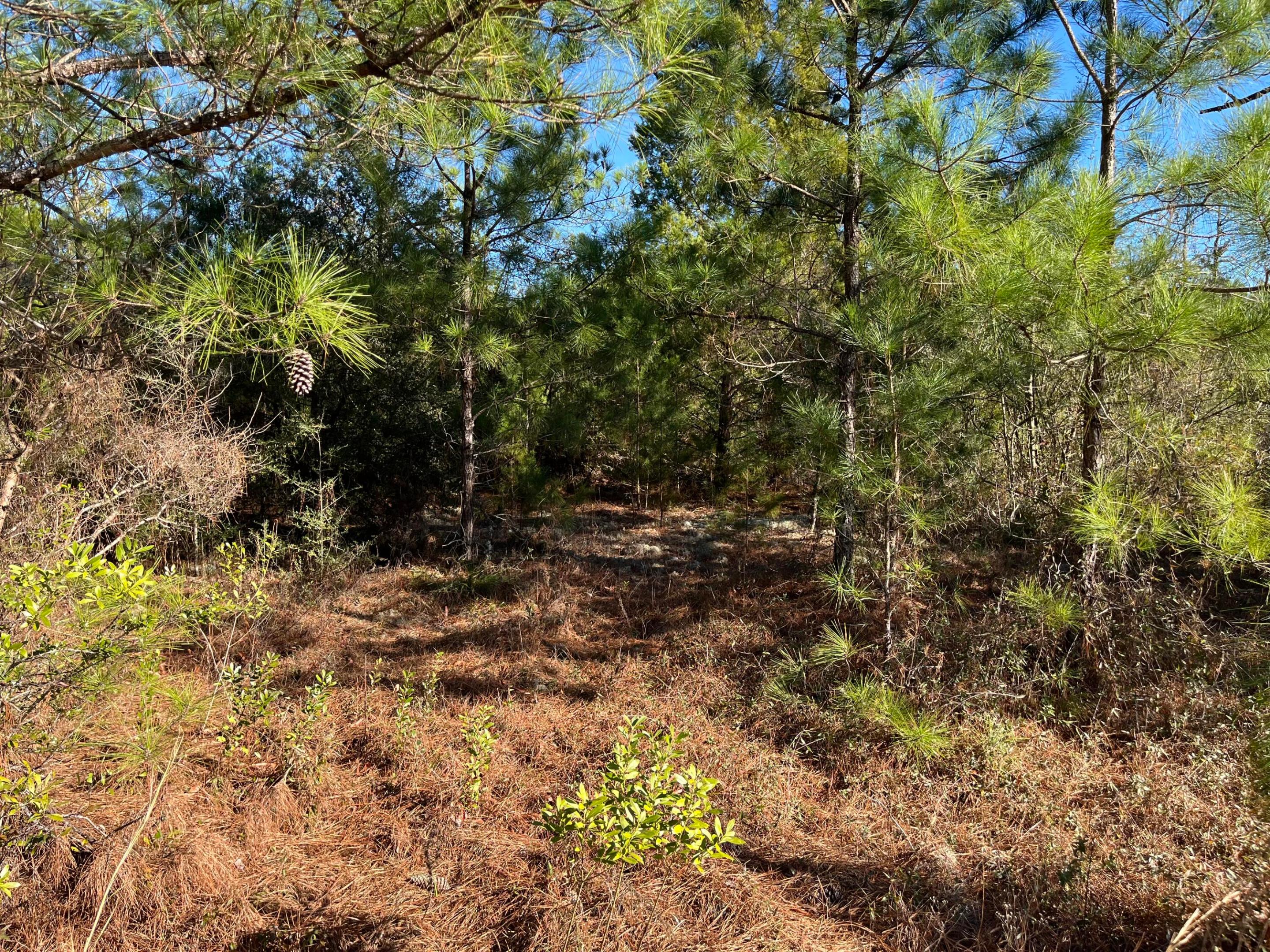 Tbd Fairview Road Property Photo 9