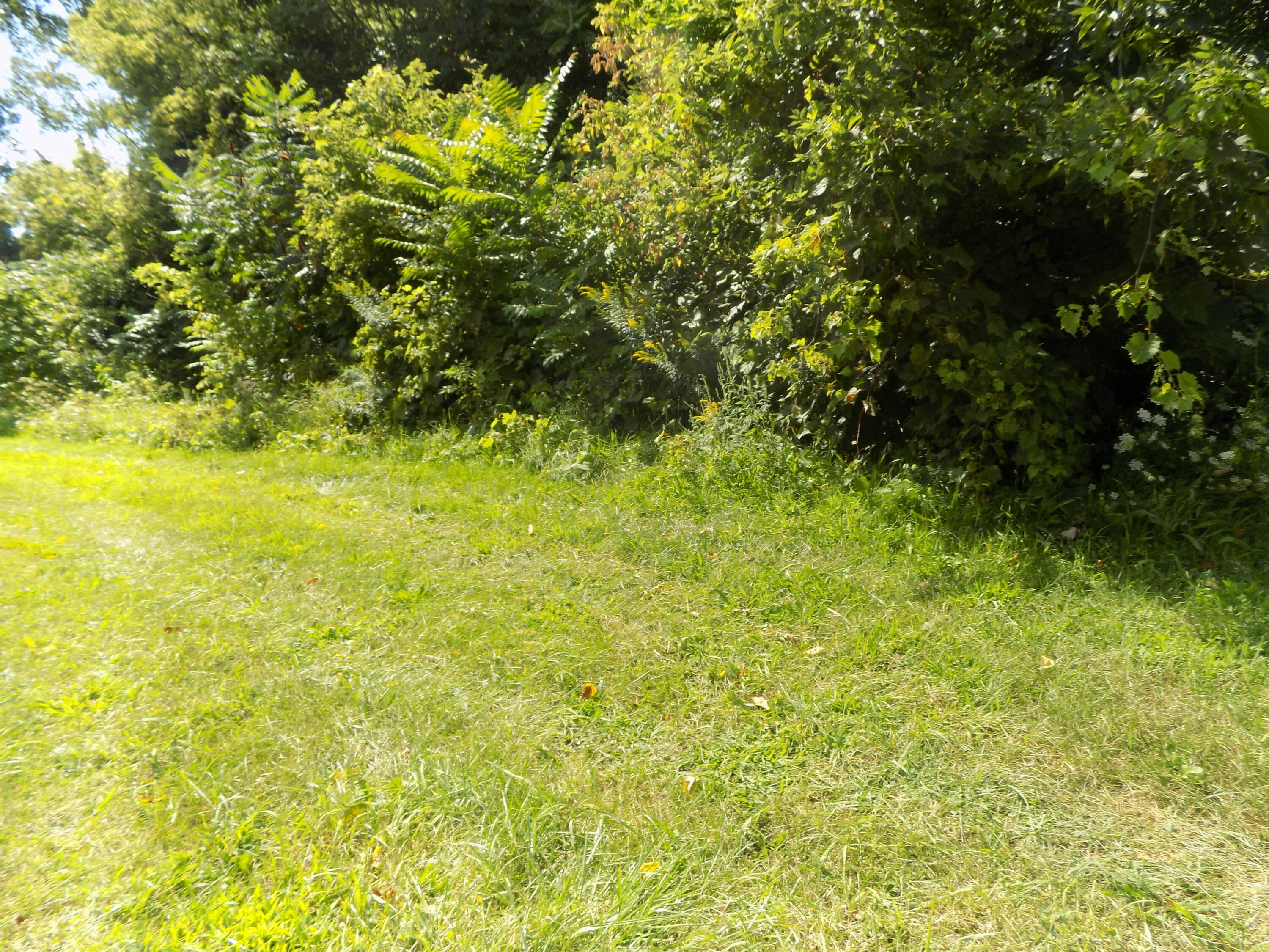 0 Mountain Road Property Photo 3