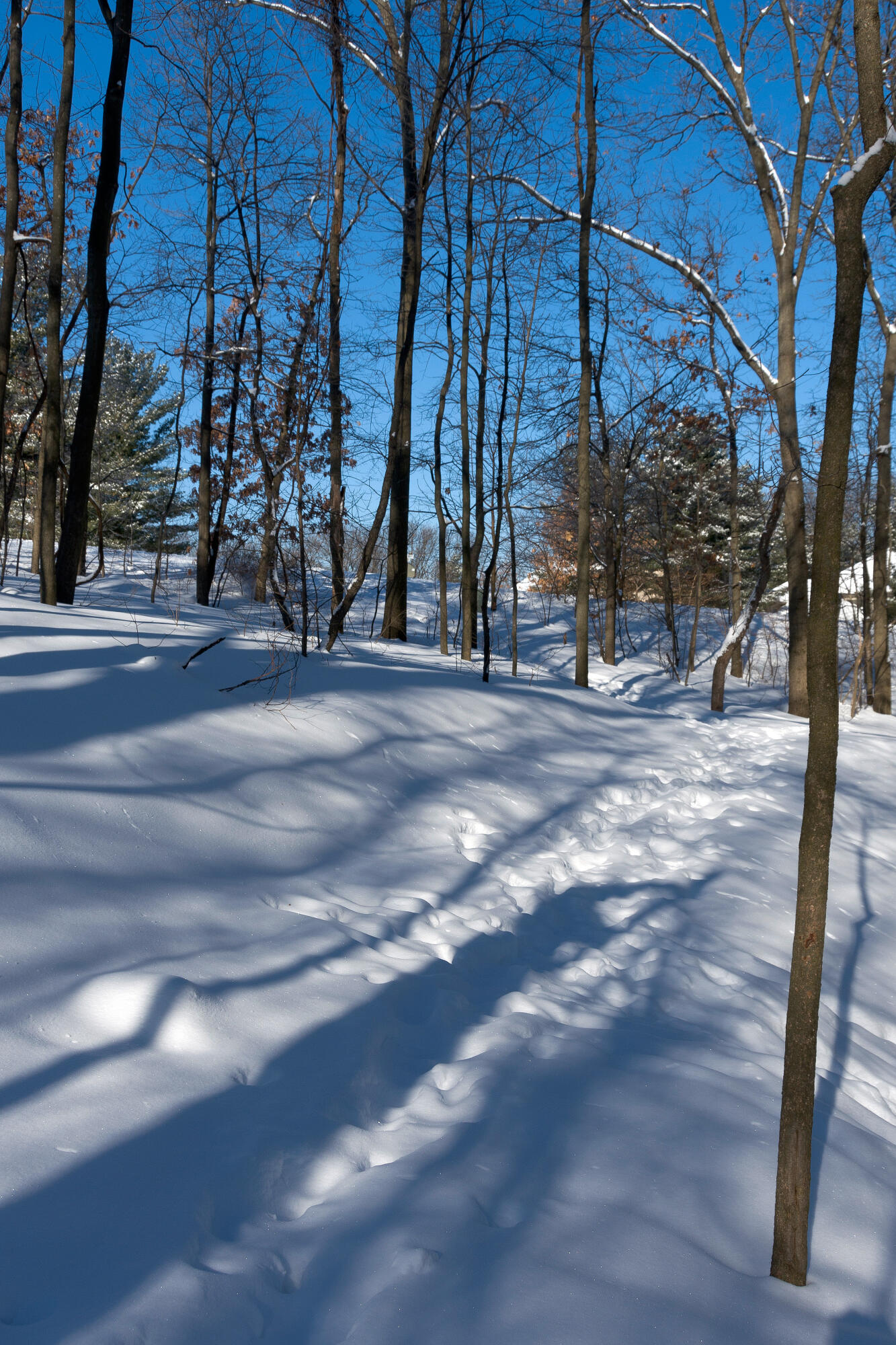 8700 Brighten Trail Property Photo 49