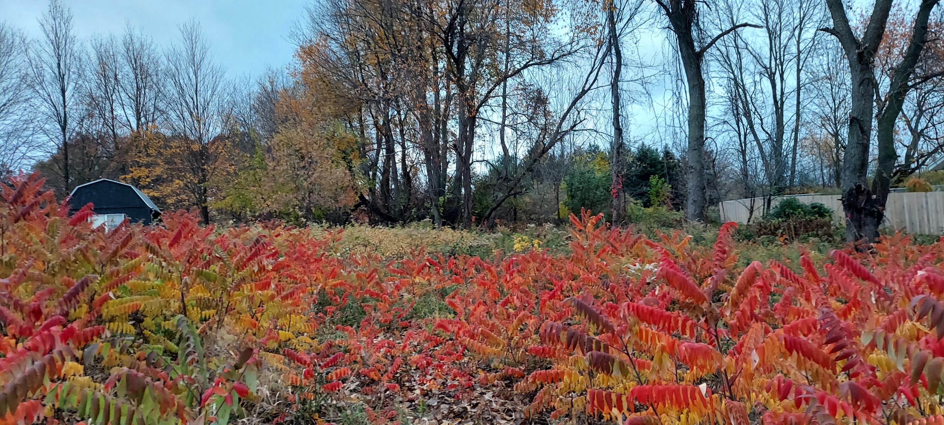 Lot 215 E Shore Drive Property Photo 1