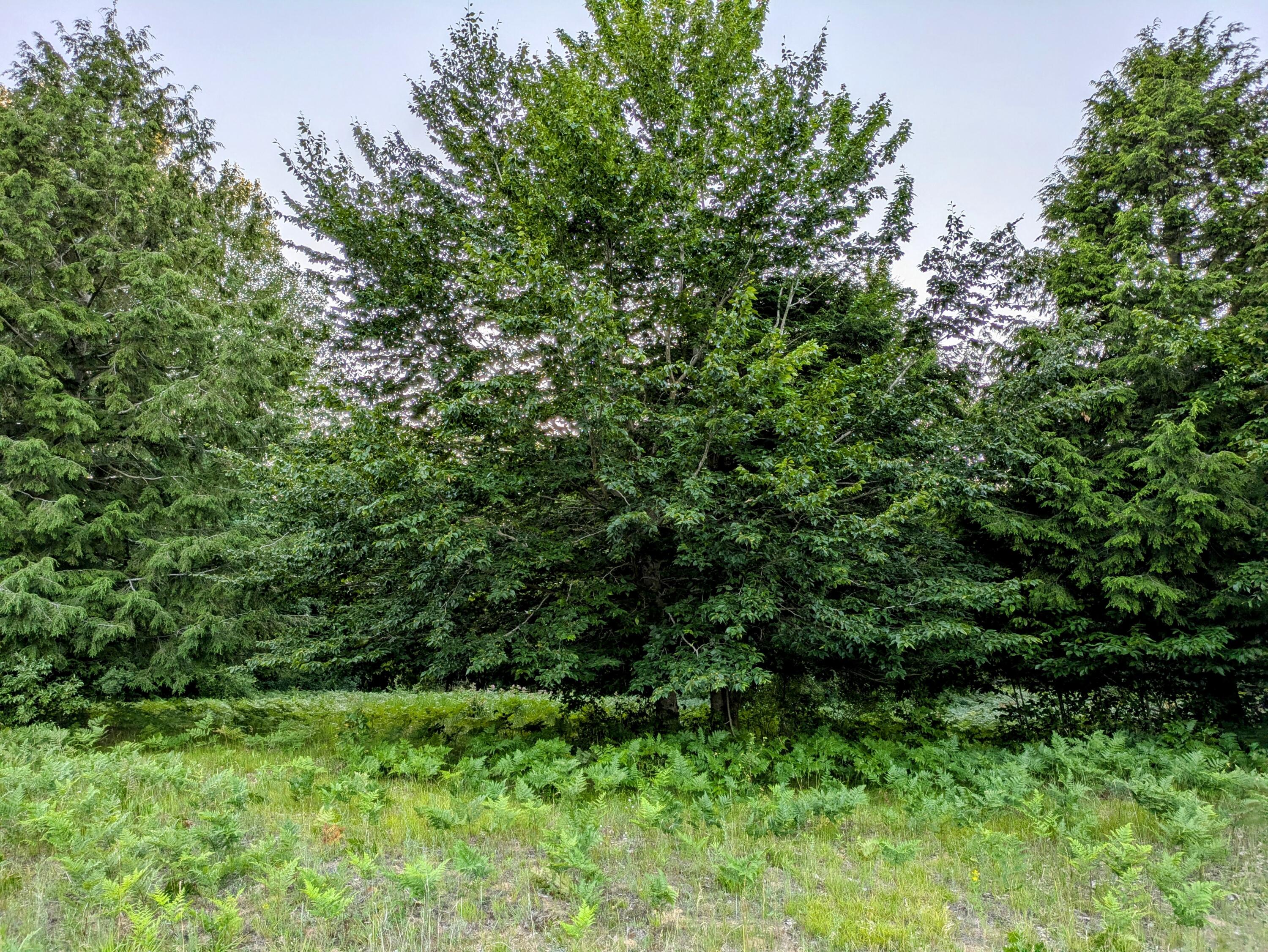 Smith Road, Lot 41 Property Photo