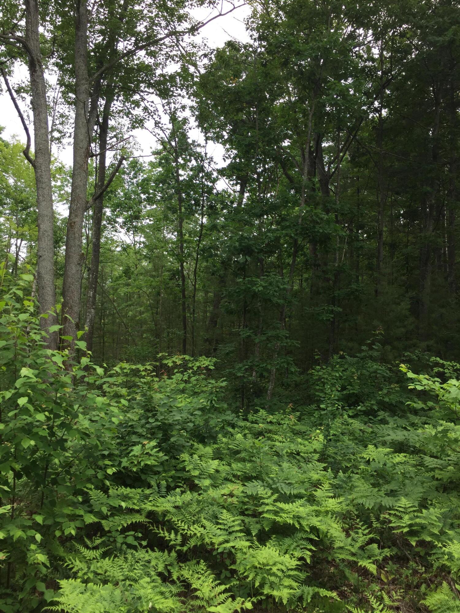 Dodge Lk Road, Parcel K Property Photo 1
