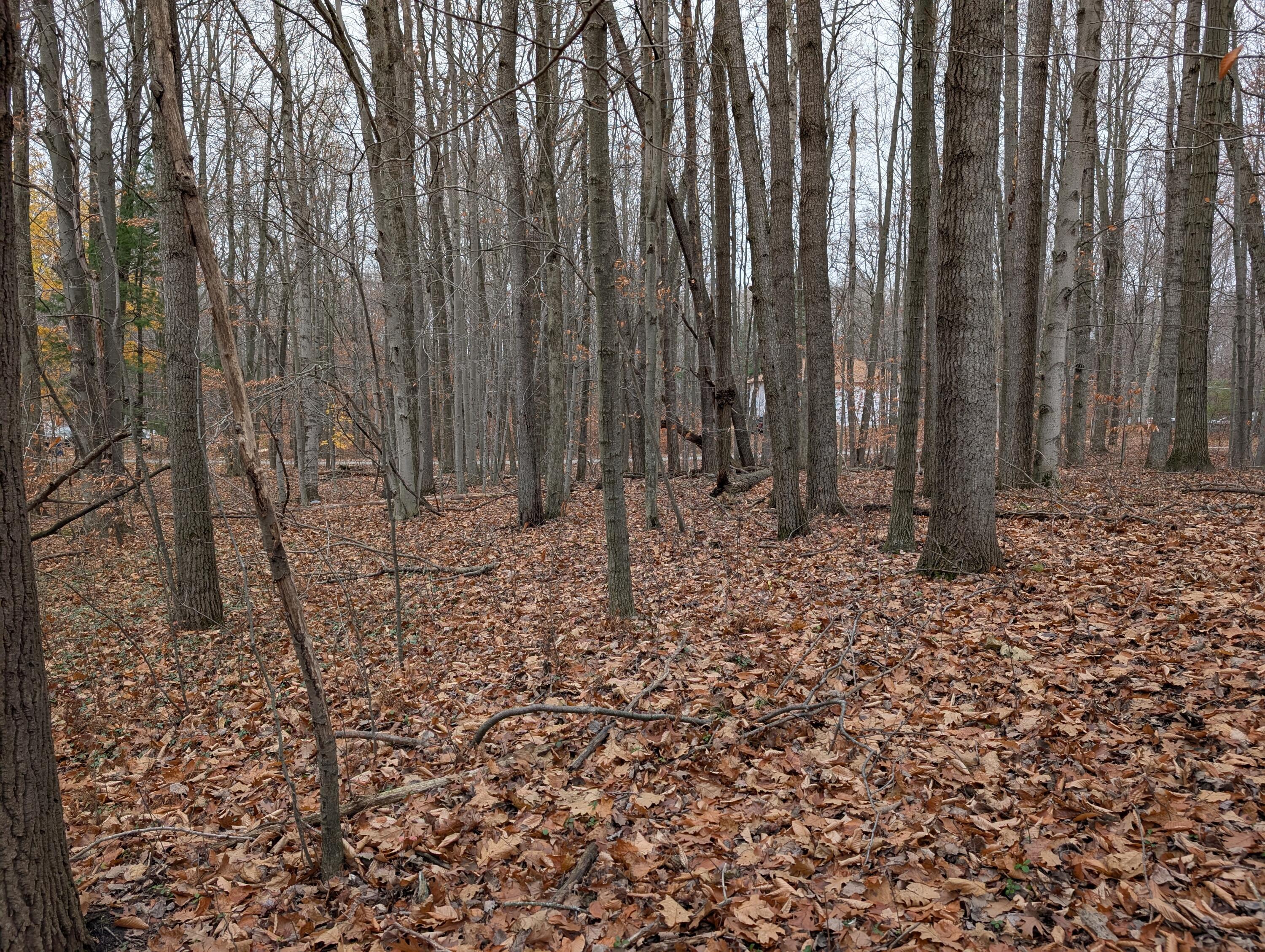 V/l W Beech Street Property Photo 7