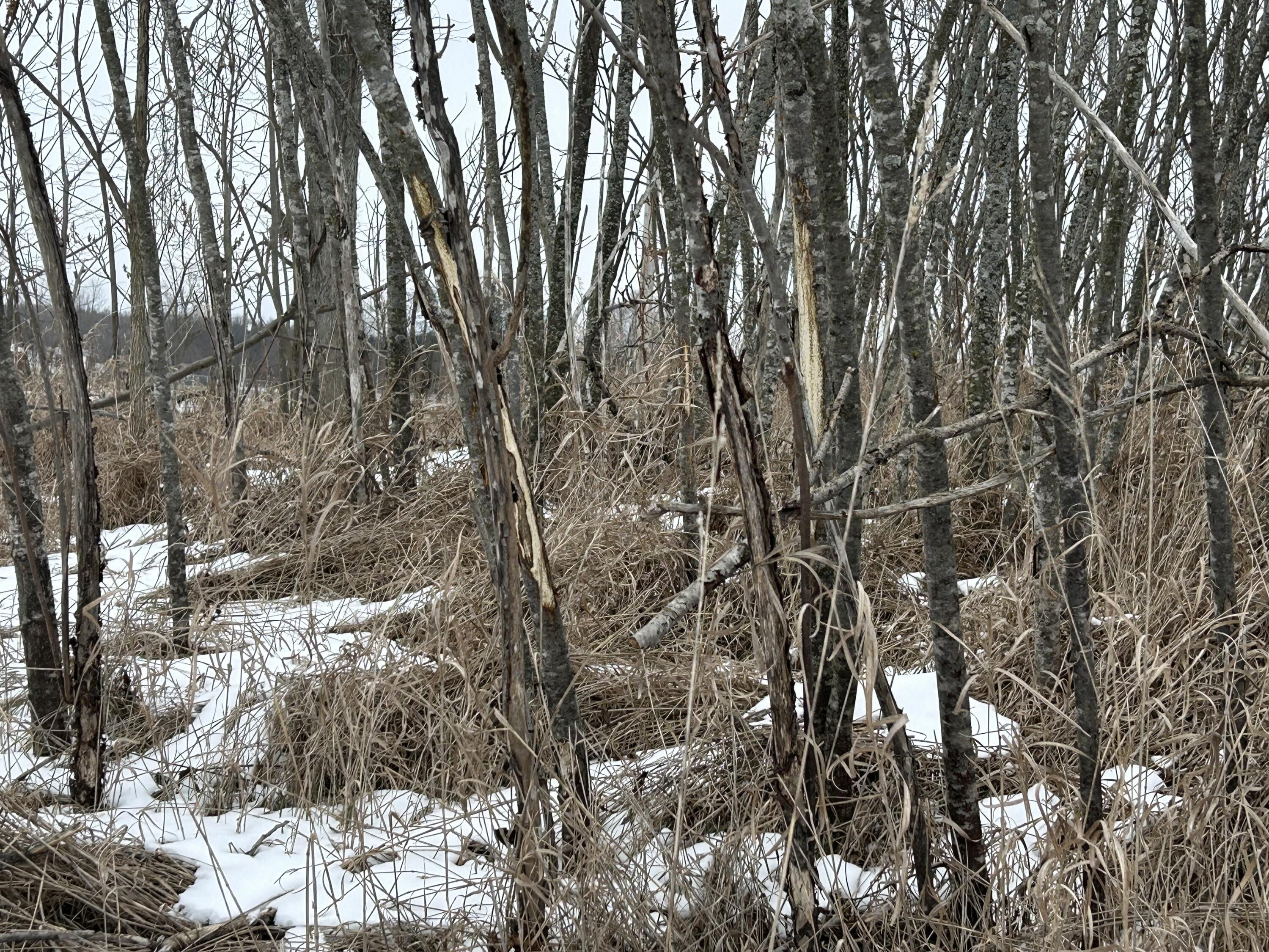 7351 Tamarack Road Property Photo 37