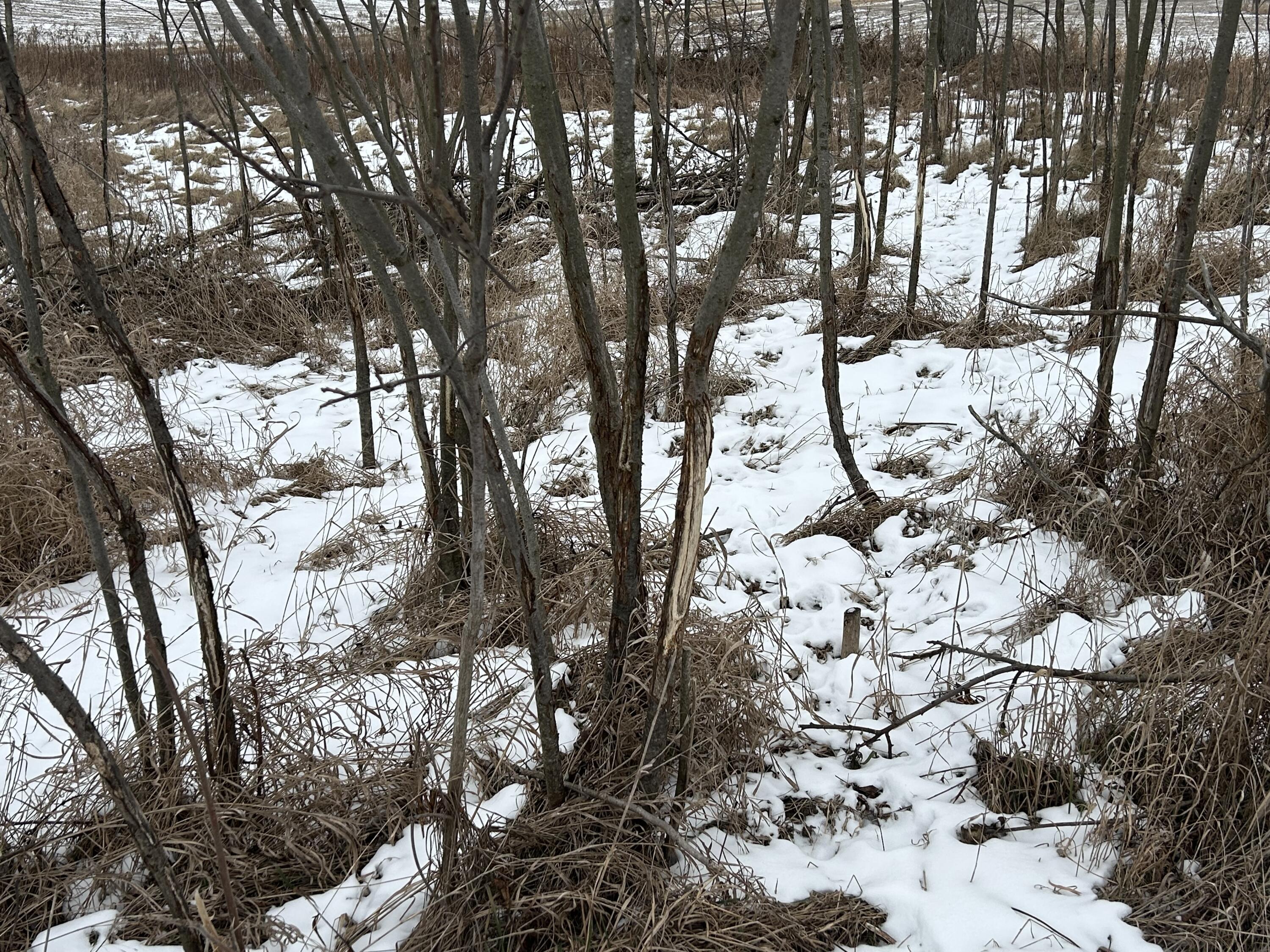 7351 Tamarack Road Property Photo 40