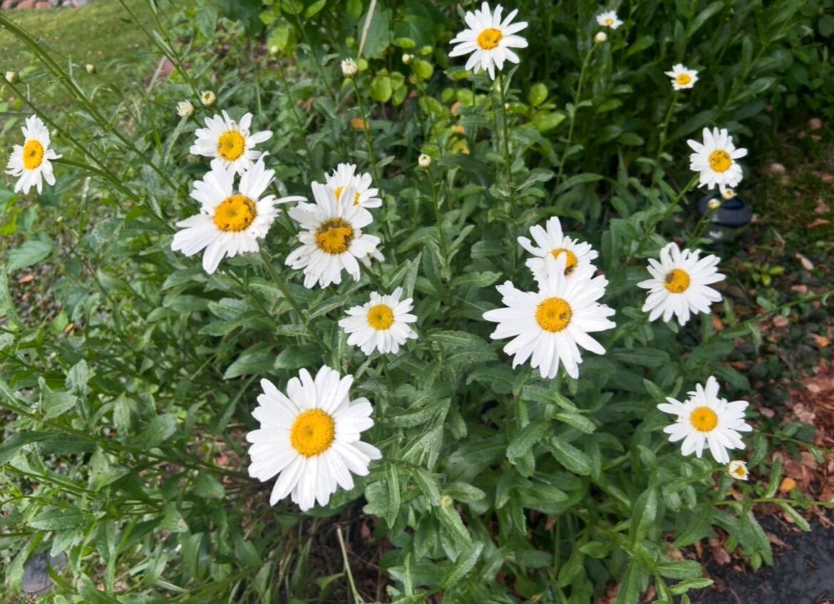 2794 Waling Woods Drive Property Photo 47