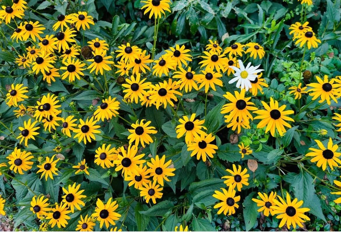 2794 Waling Woods Drive Property Photo 48