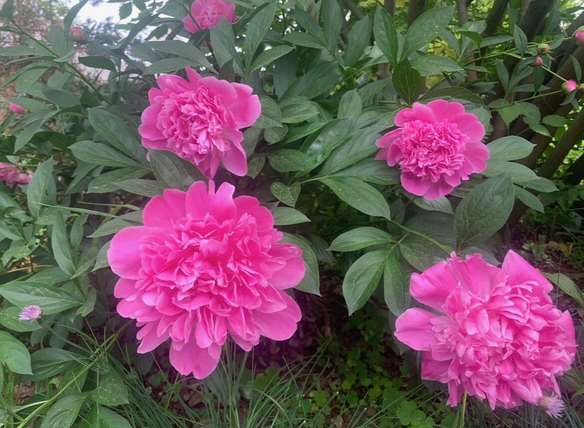 2794 Waling Woods Drive Property Photo 49