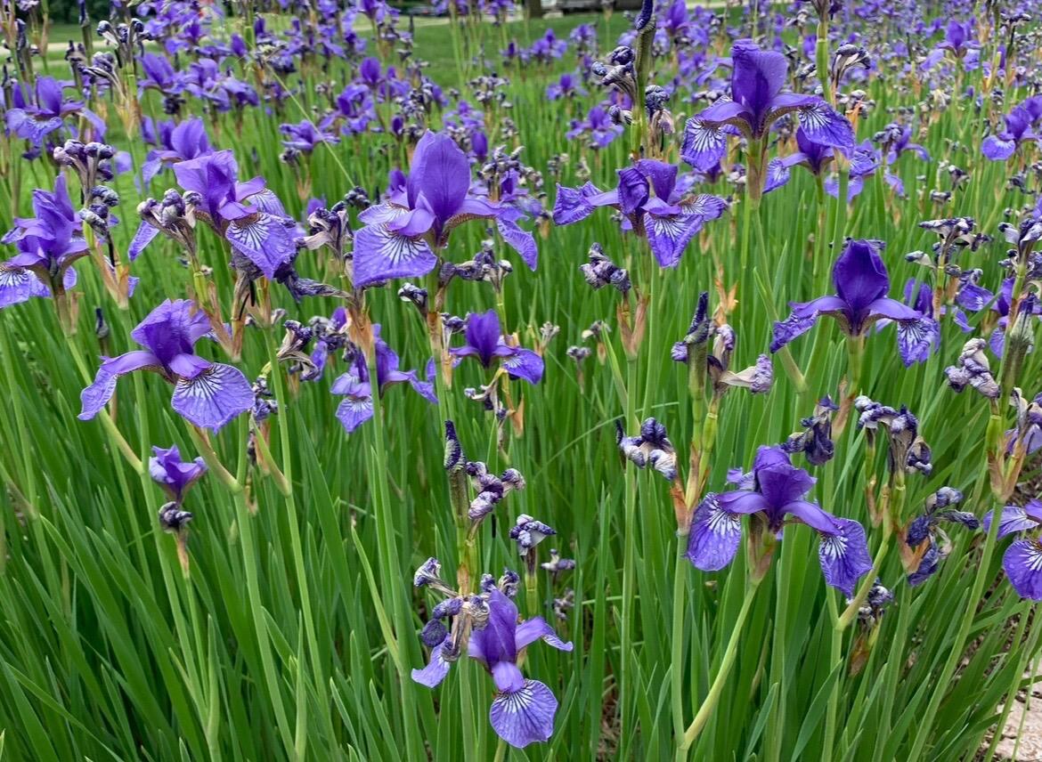 2794 Waling Woods Drive Property Photo 50