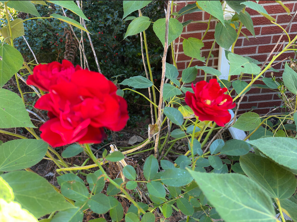 32950 Perth Street Property Photo 20