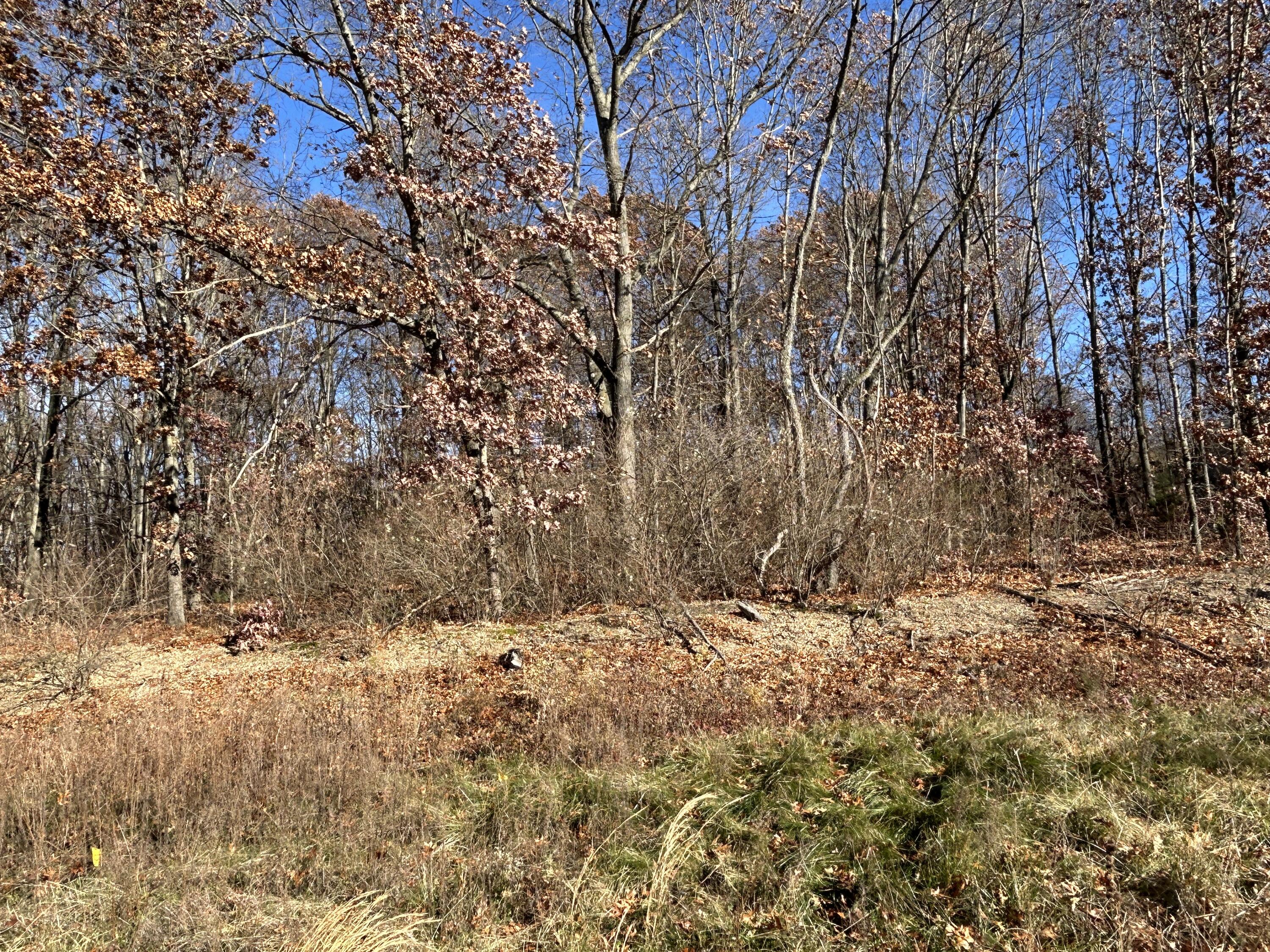 10711 Mystic Heights Trail Property Photo 5