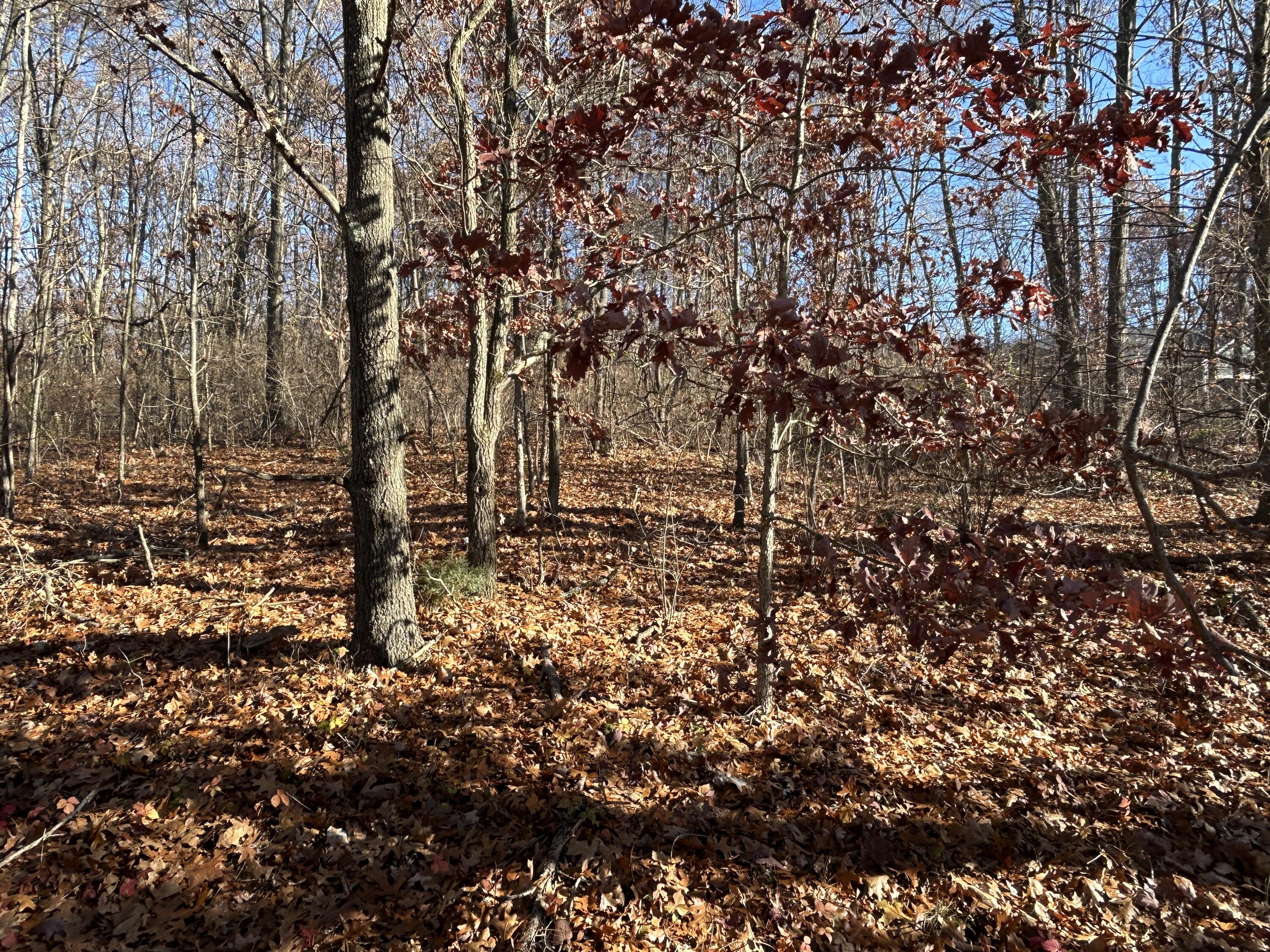 10711 Mystic Heights Trail Property Photo 8