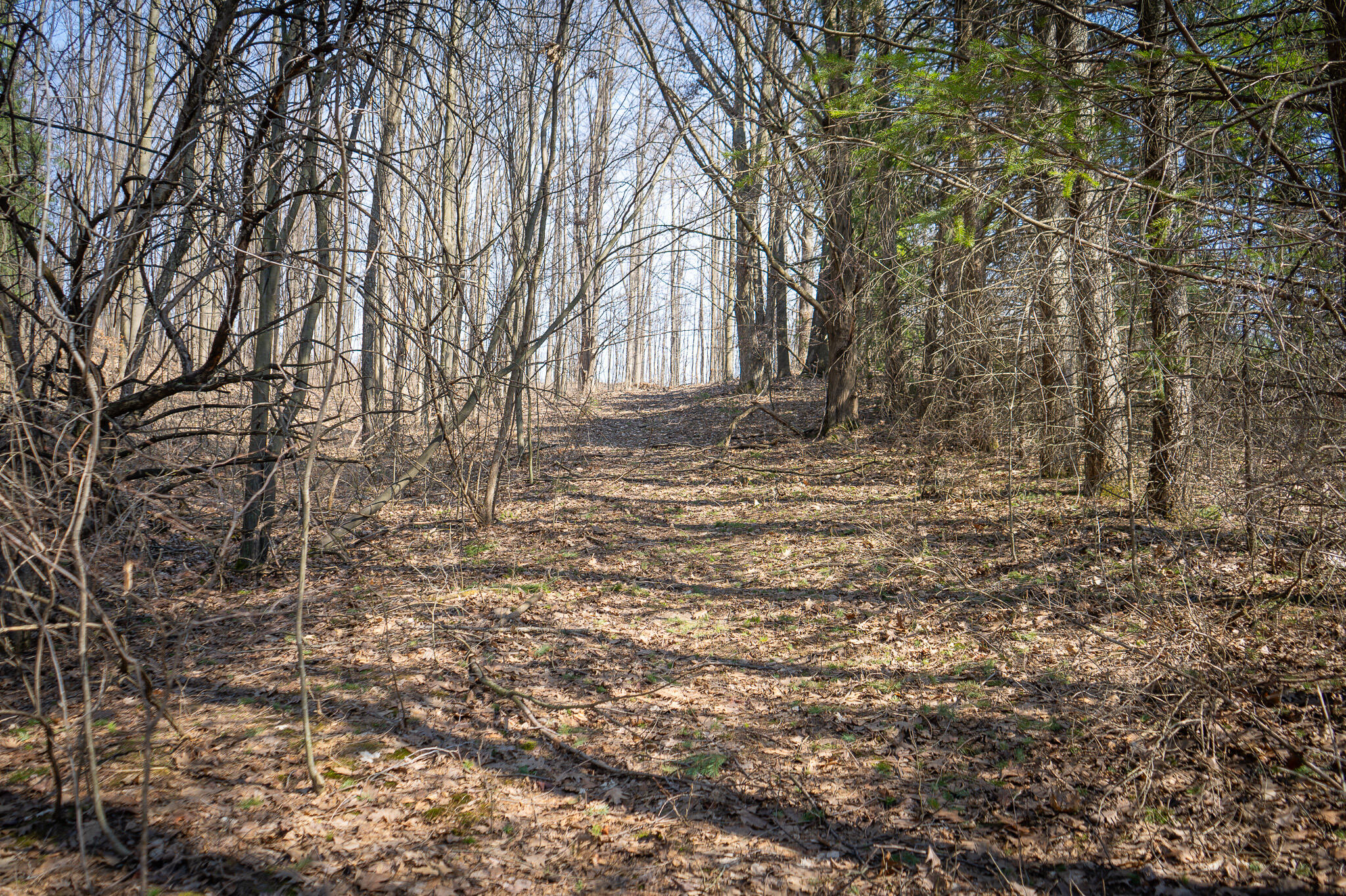 Parcel C 9.97 Acres W Grant Road Property Photo 8