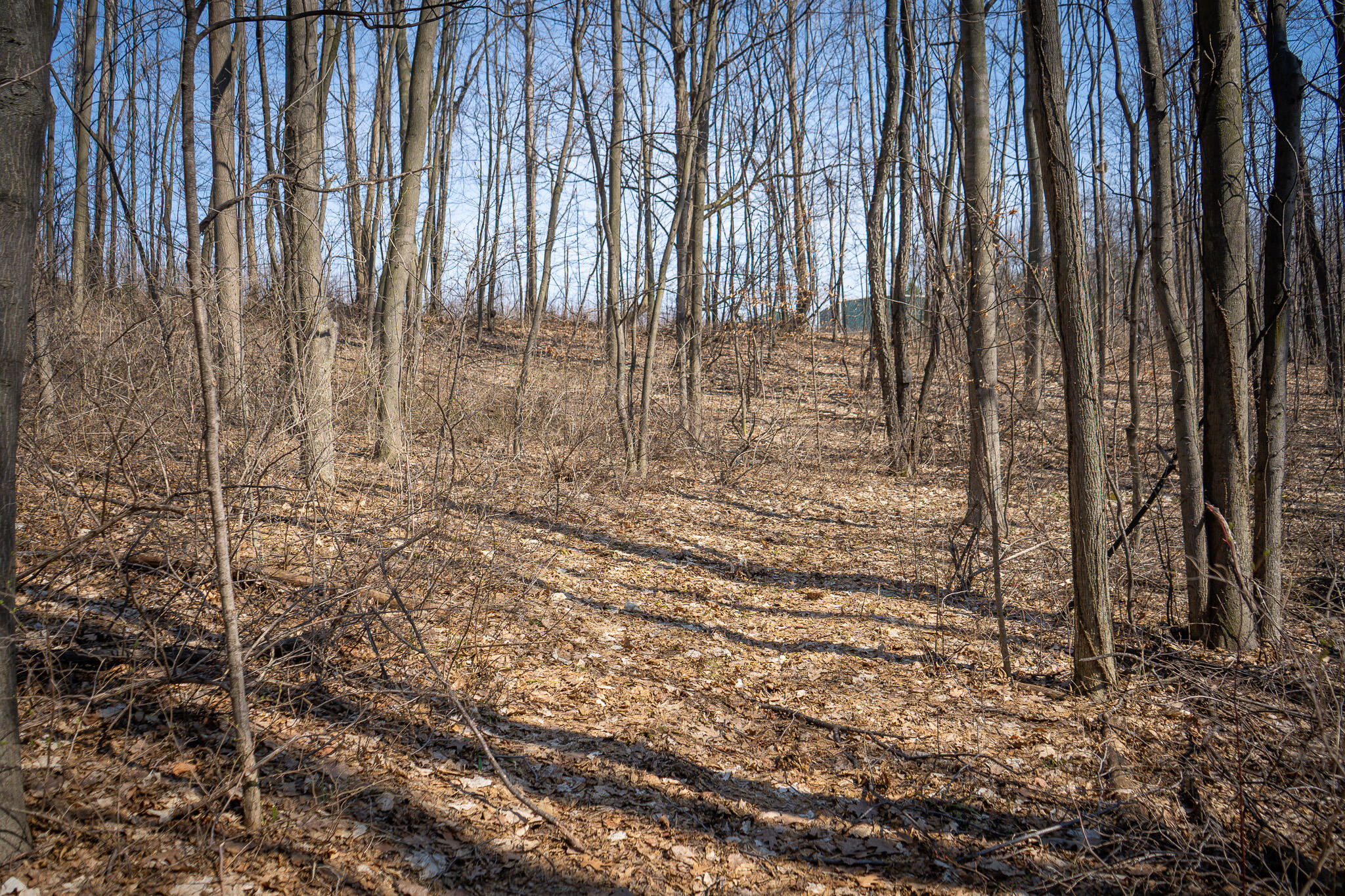 Parcel C 9.97 Acres W Grant Road Property Photo 13