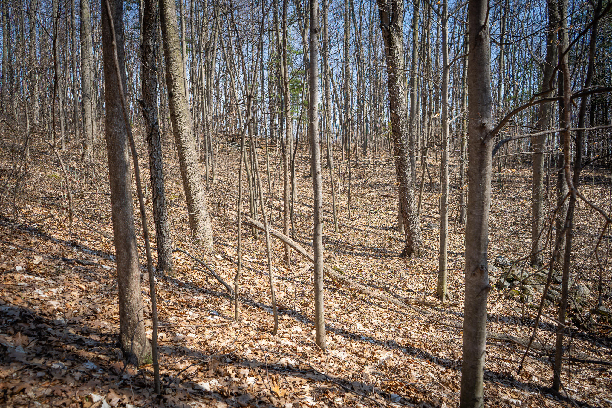 Parcel C 9.97 Acres W Grant Road Property Photo 15