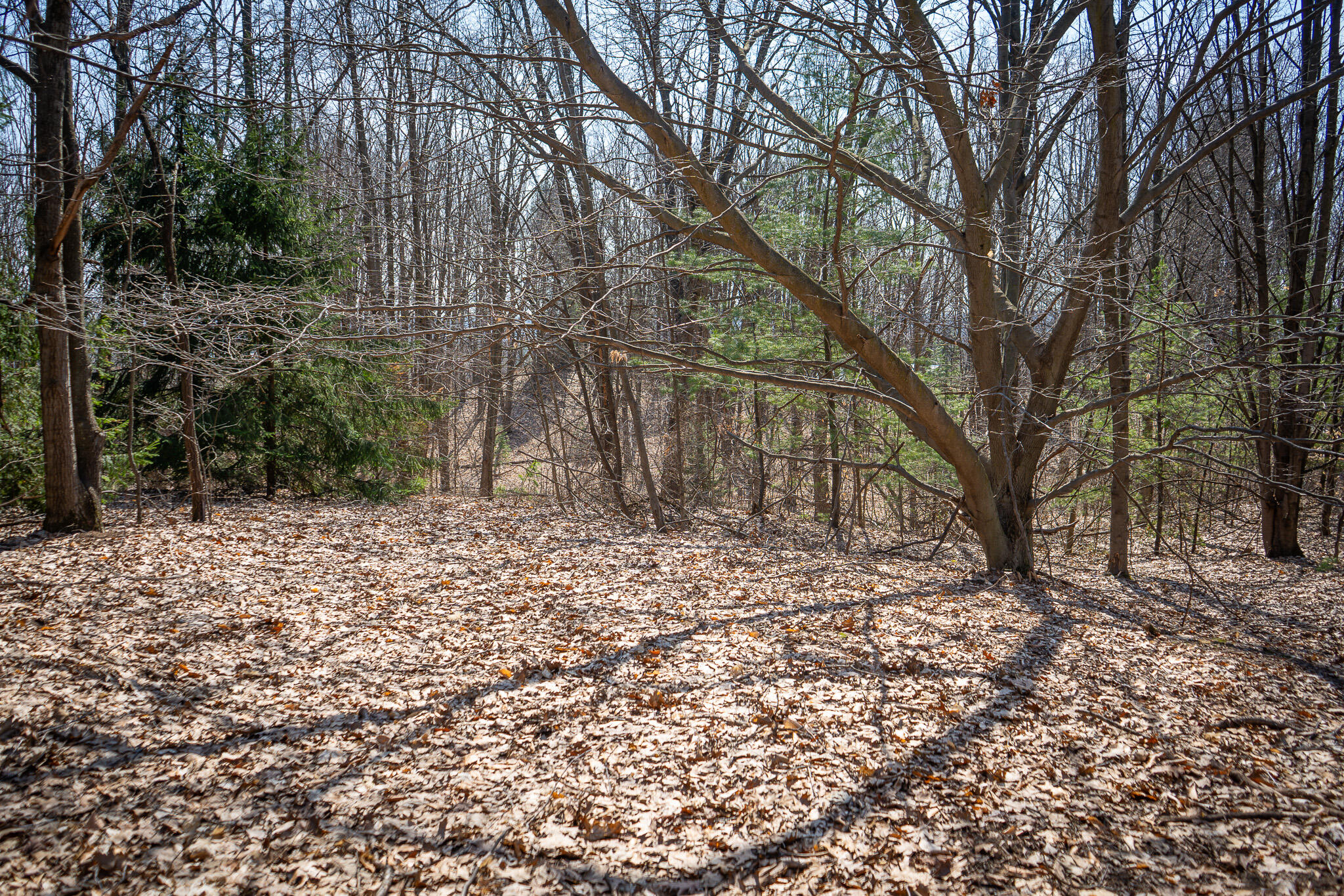 Parcel C 9.97 Acres W Grant Road Property Photo 20