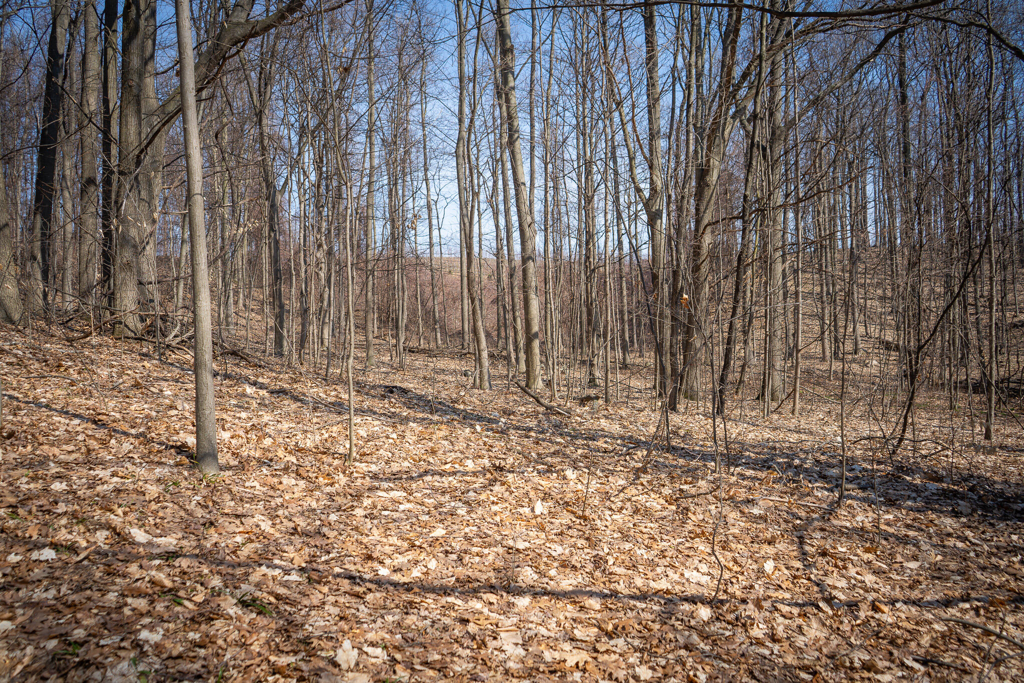 Parcel D 9.98 Acres W Grant Road Property Photo 4