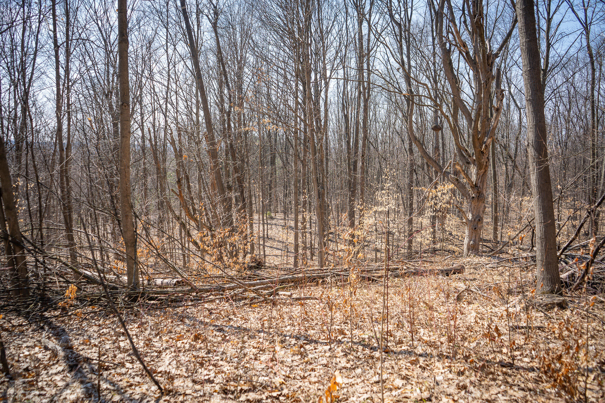 Parcel D 9.98 Acres W Grant Road Property Photo 5