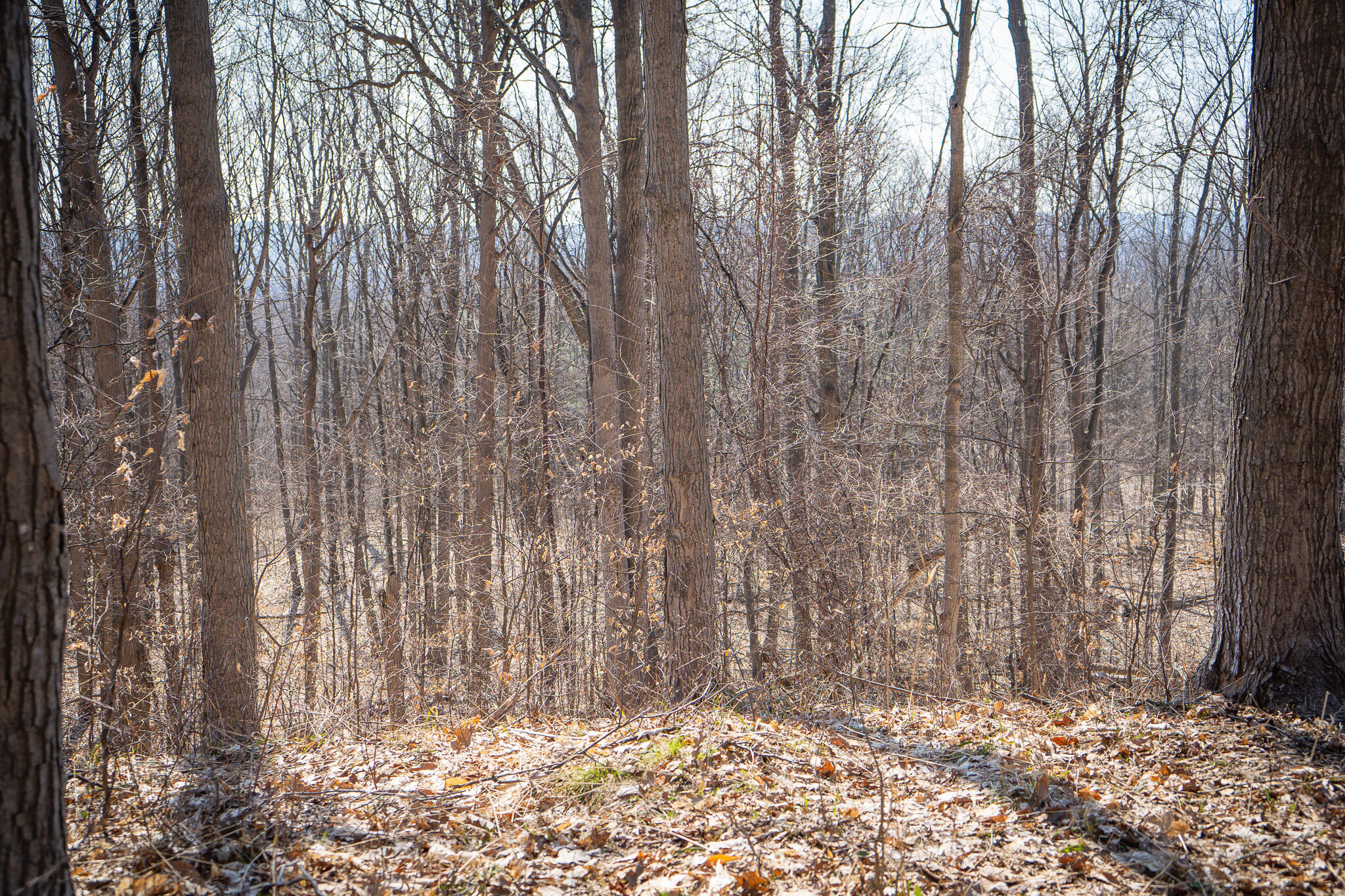Parcel D 9.98 Acres W Grant Road Property Photo 8