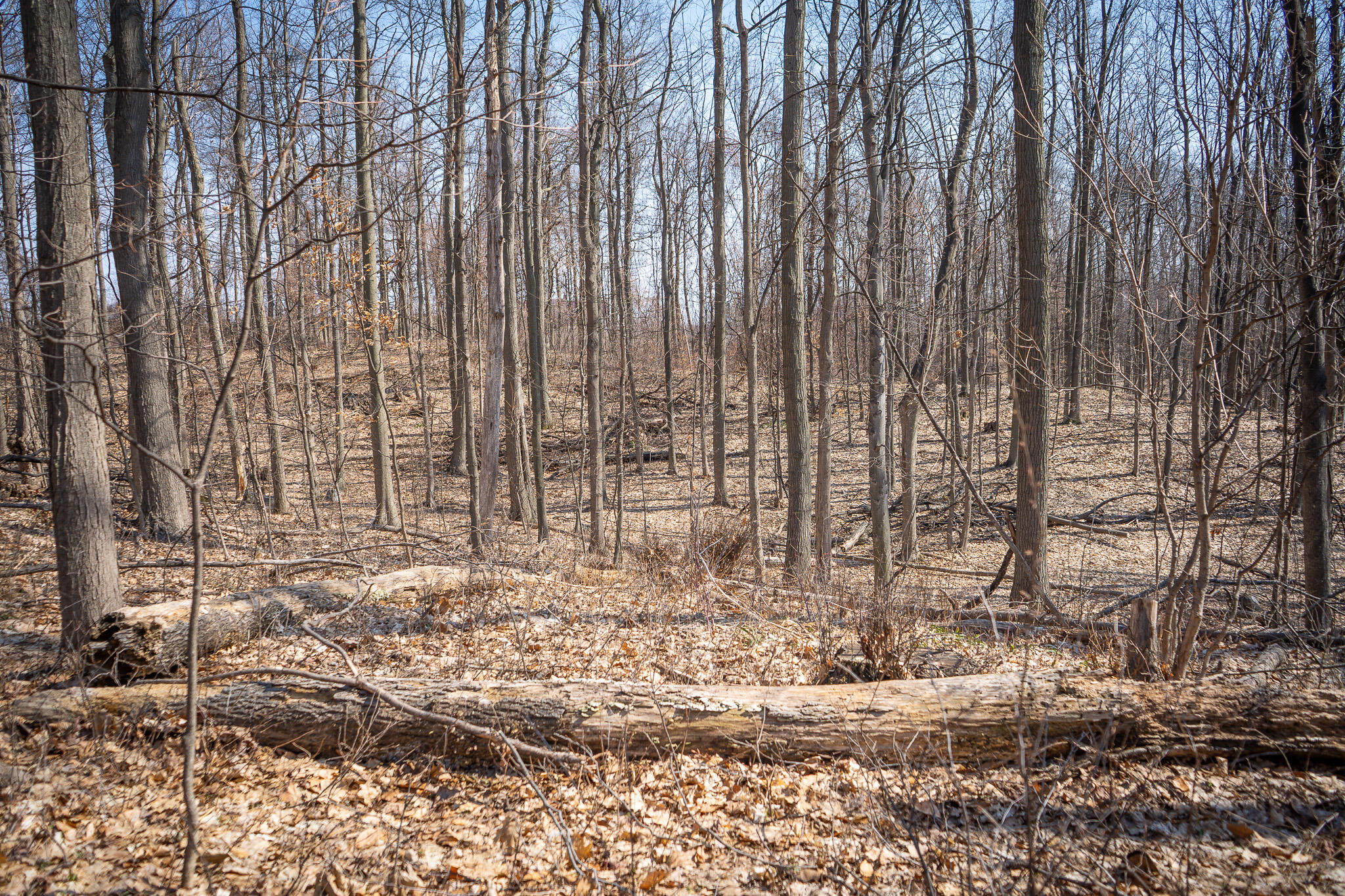 Parcel D 9.98 Acres W Grant Road Property Photo 9