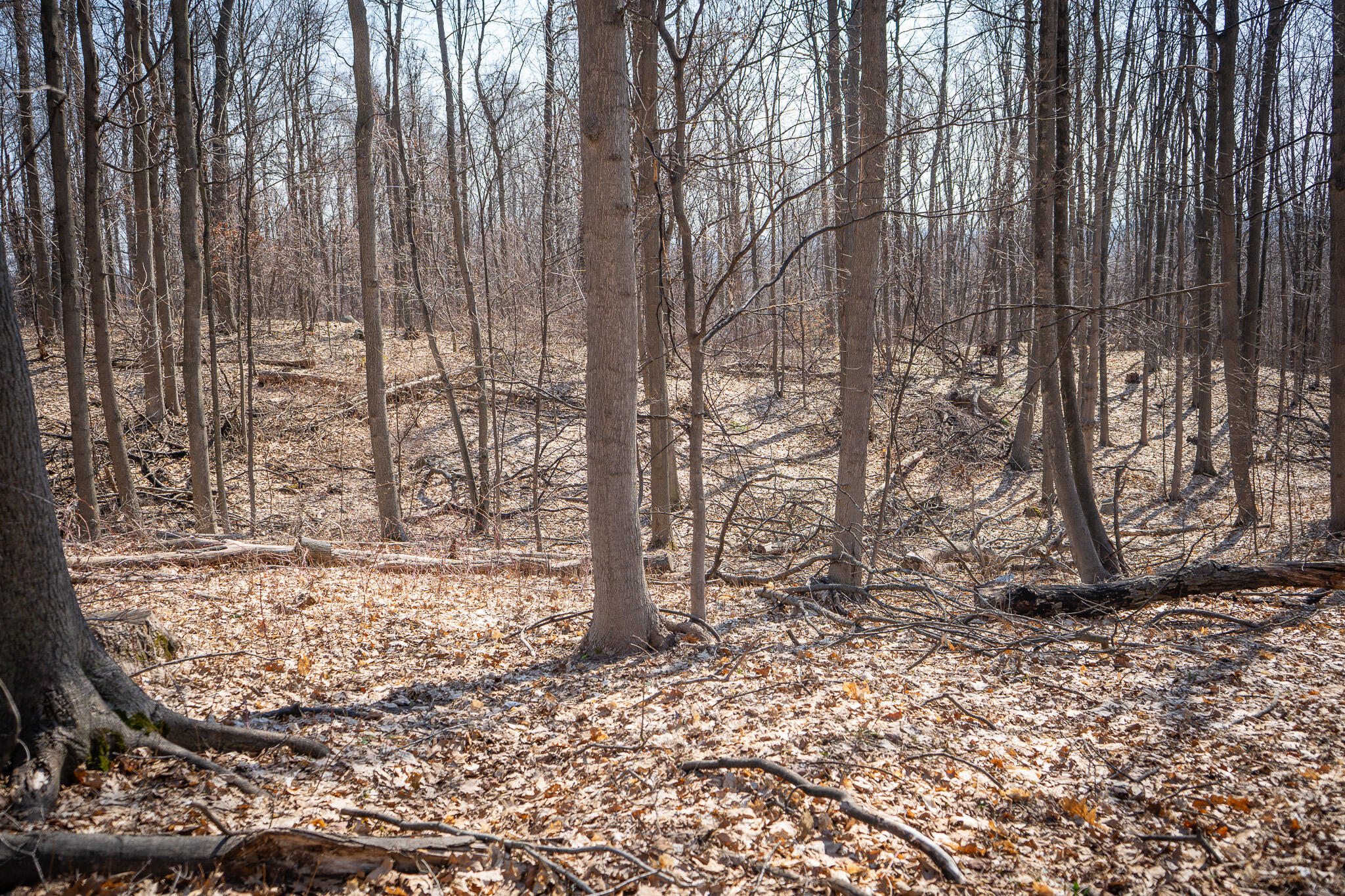 Parcel D 9.98 Acres W Grant Road Property Photo 12