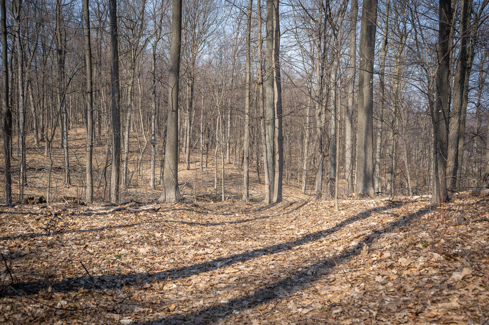 Parcel D 9.98 Acres W Grant Road Property Photo 14