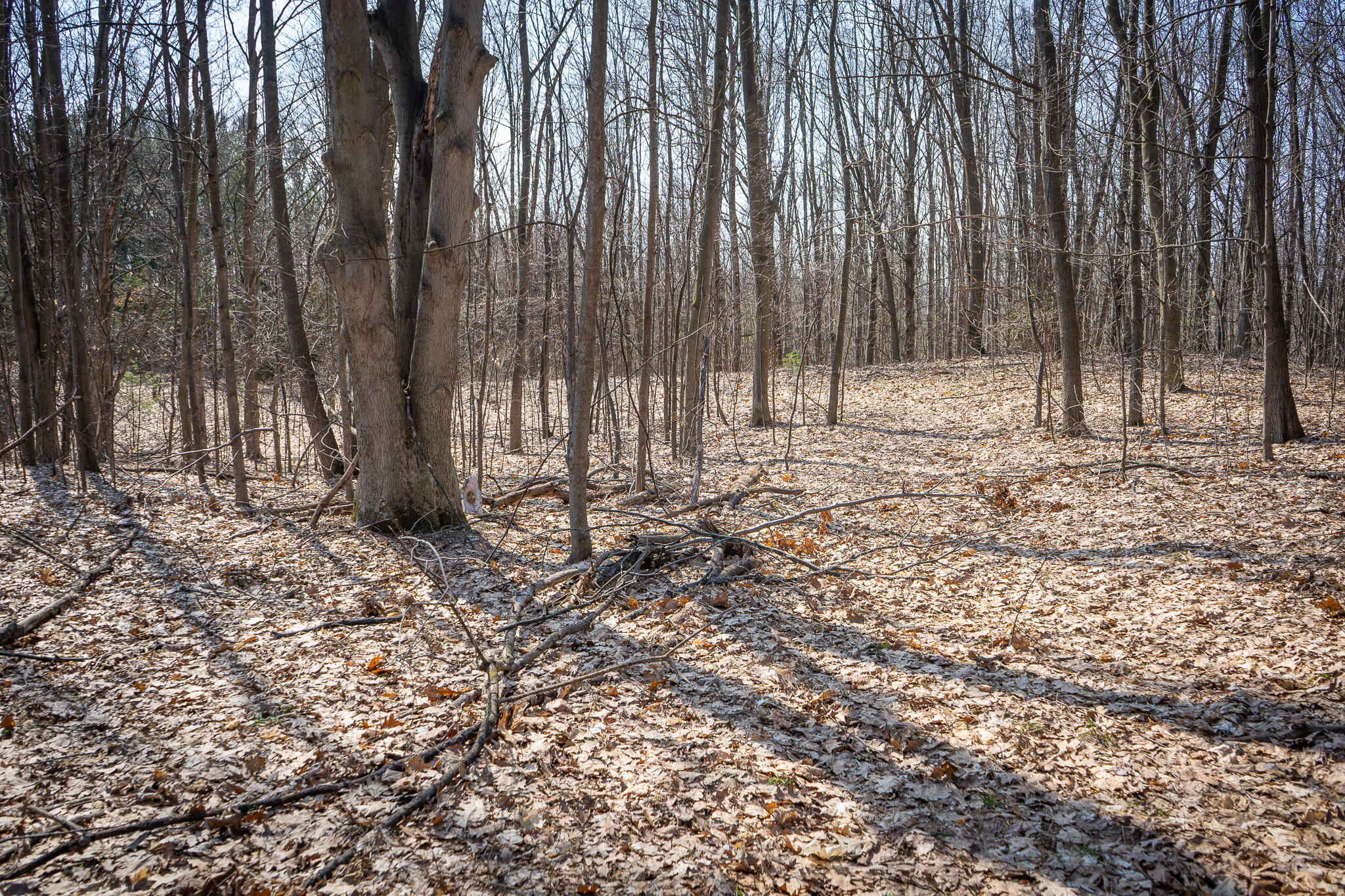Parcel D 9.98 Acres W Grant Road Property Photo 16