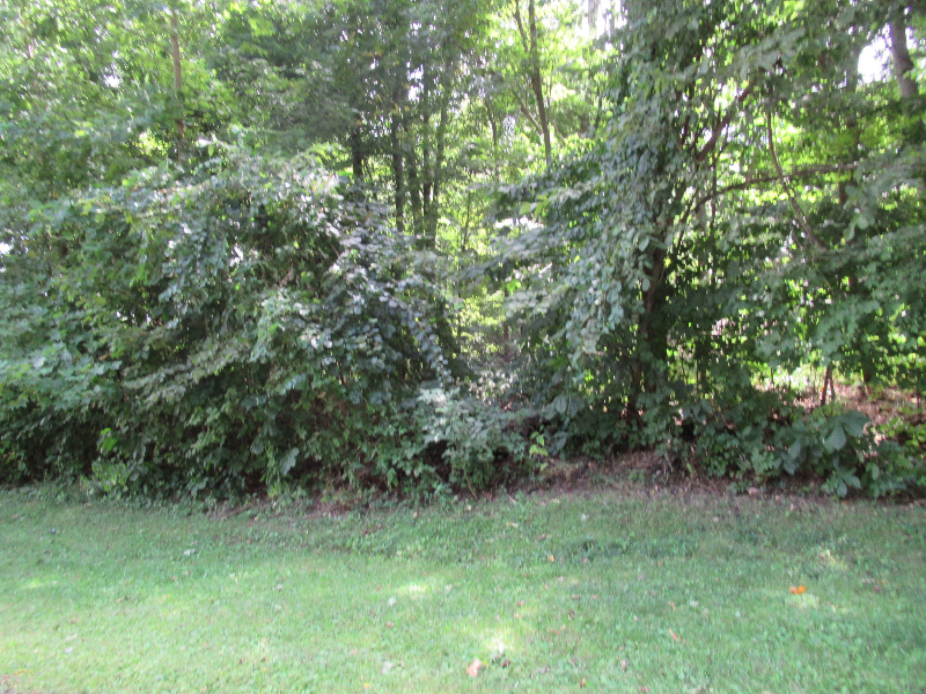 Tract #2 Deep Woods Drive Property Photo 1