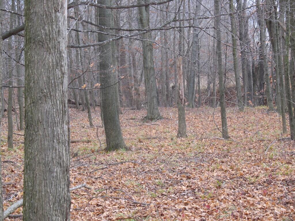 59 Creek Drive Property Photo 6