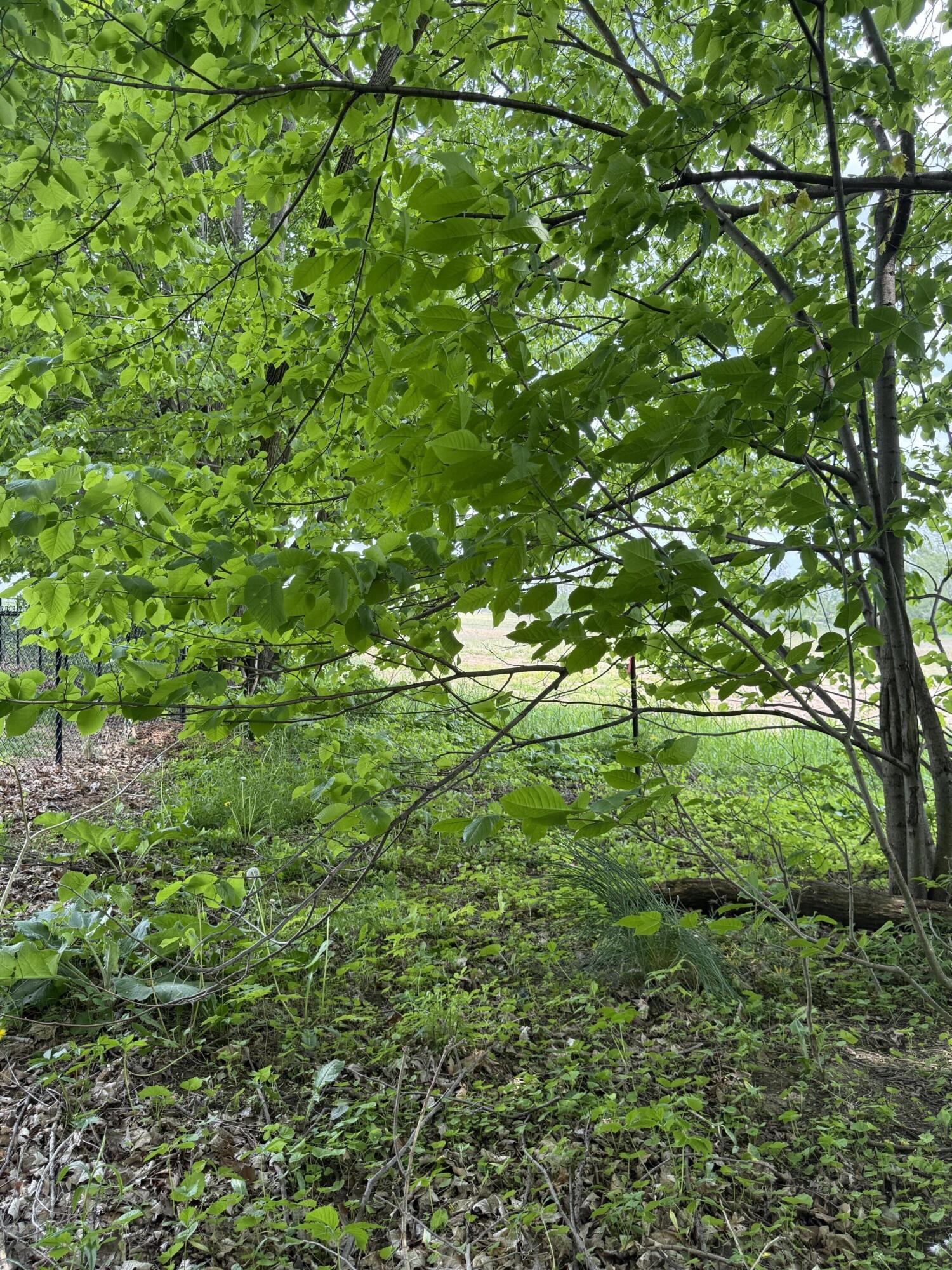 V/l Scottdale Road Property Photo 27